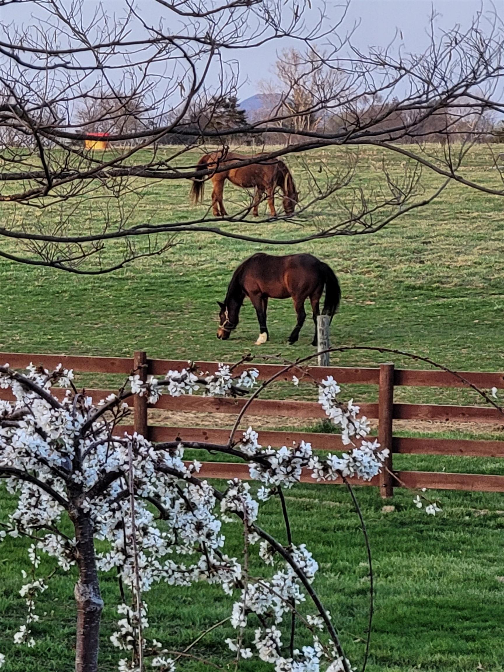 235 FAIRVIEW CHURCH RD, TIMBERVILLE, Virginia 22853, 3 Bedrooms Bedrooms, ,2 BathroomsBathrooms,Residential,14,235 FAIRVIEW CHURCH RD,675689 MLS # 675689