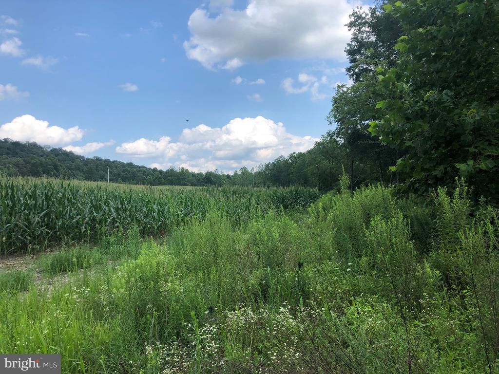ORANGE RD., ARODA, Virginia 22709, ,Land,14,ORANGE RD.,VAMA2002766 MLS # VAMA2002766 ORANGE RD., ARODA, Virginia 22709, ,Land,14,ORANGE RD.,VAMA2002766 MLS # VAMA2002766