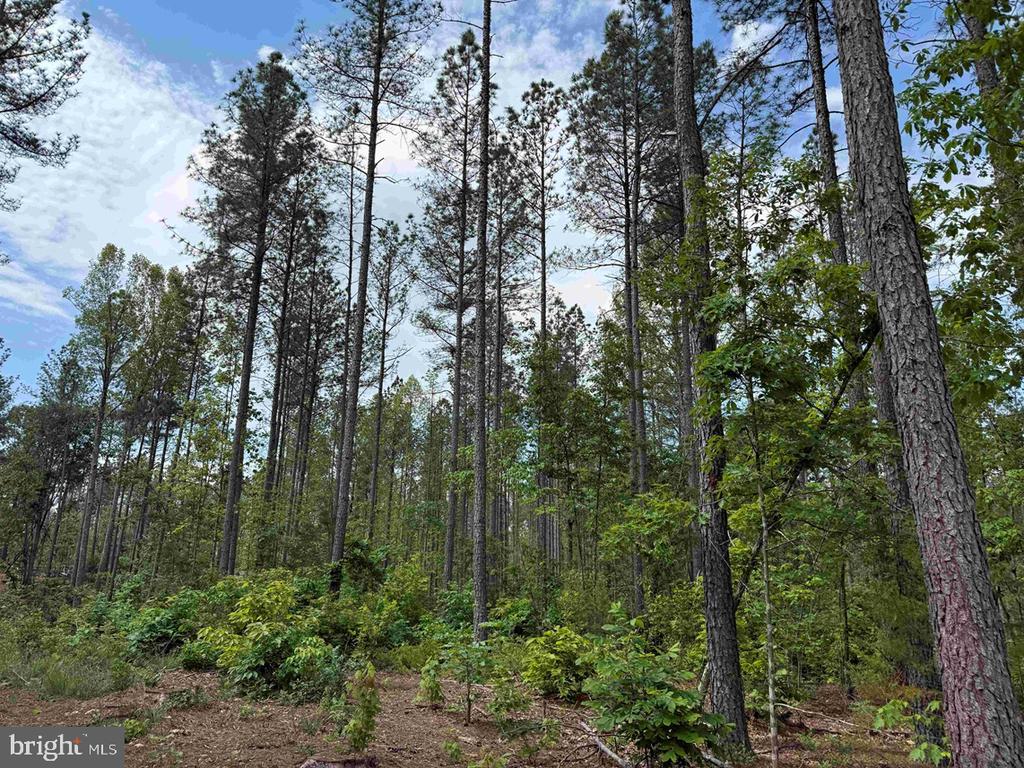 WEST RIVER ROAD (TRACT: JR SADIE FLANAGAN-2), FORK UNION, Virginia 23055, ,Farm,14,WEST RIVER ROAD (TRACT: JR SADIE FLANAGAN-2),VAFN2000688 MLS # VAFN2000688 WEST RIVER ROAD (TRACT: JR SADIE FLANAGAN-2), FORK UNION, Virginia 23055, ,Farm,14,WEST RIVER ROAD (TRACT: JR SADIE FLANAGAN-2),VAFN2000688 MLS # VAFN2000688