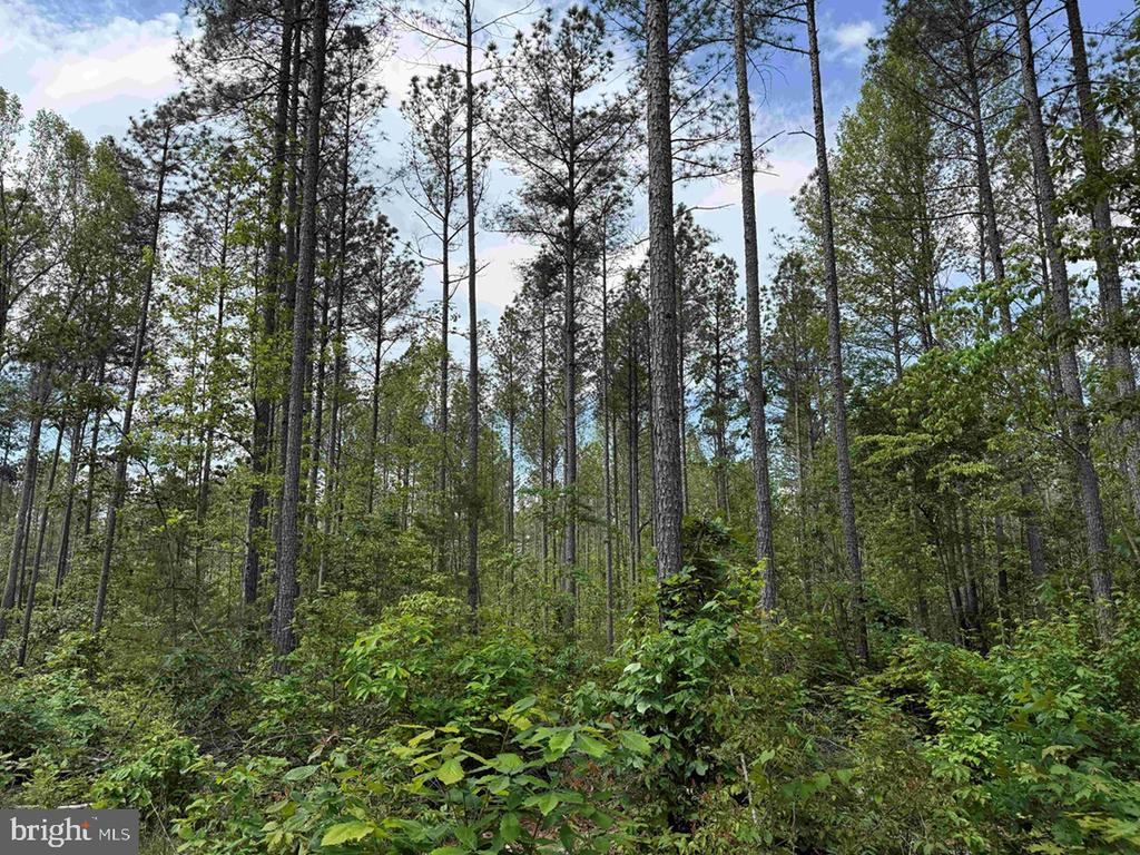 WEST RIVER ROAD (TRACT: JR SADIE FLANAGAN-2), FORK UNION, Virginia 23055, ,Farm,14,WEST RIVER ROAD (TRACT: JR SADIE FLANAGAN-2),VAFN2000688 MLS # VAFN2000688 WEST RIVER ROAD (TRACT: JR SADIE FLANAGAN-2), FORK UNION, Virginia 23055, ,Farm,14,WEST RIVER ROAD (TRACT: JR SADIE FLANAGAN-2),VAFN2000688 MLS # VAFN2000688
