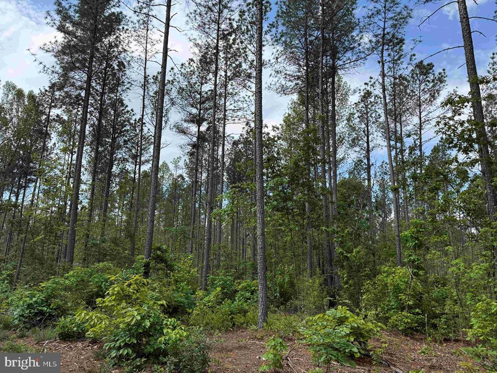 WEST RIVER ROAD (TRACT: JR SADIE FLANAGAN-1), FORK UNION, Virginia 23055, ,Farm,14,WEST RIVER ROAD (TRACT: JR SADIE FLANAGAN-1),VAFN2000686 MLS # VAFN2000686