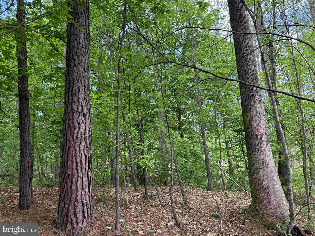 WEST RIVER ROAD (TRACT: JR SADIE FLANAGAN-1), FORK UNION, Virginia 23055, ,Farm,14,WEST RIVER ROAD (TRACT: JR SADIE FLANAGAN-1),VAFN2000686 MLS # VAFN2000686