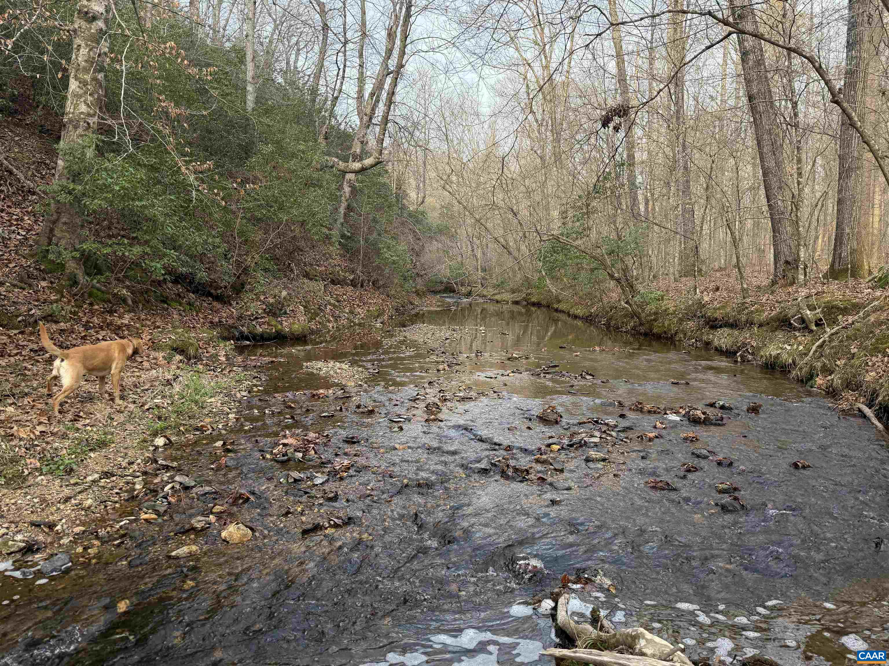 0 PAYNES POND RD, SCOTTSVILLE, Virginia 24590, ,Farm,14,0 PAYNES POND RD,677374 MLS # 677374