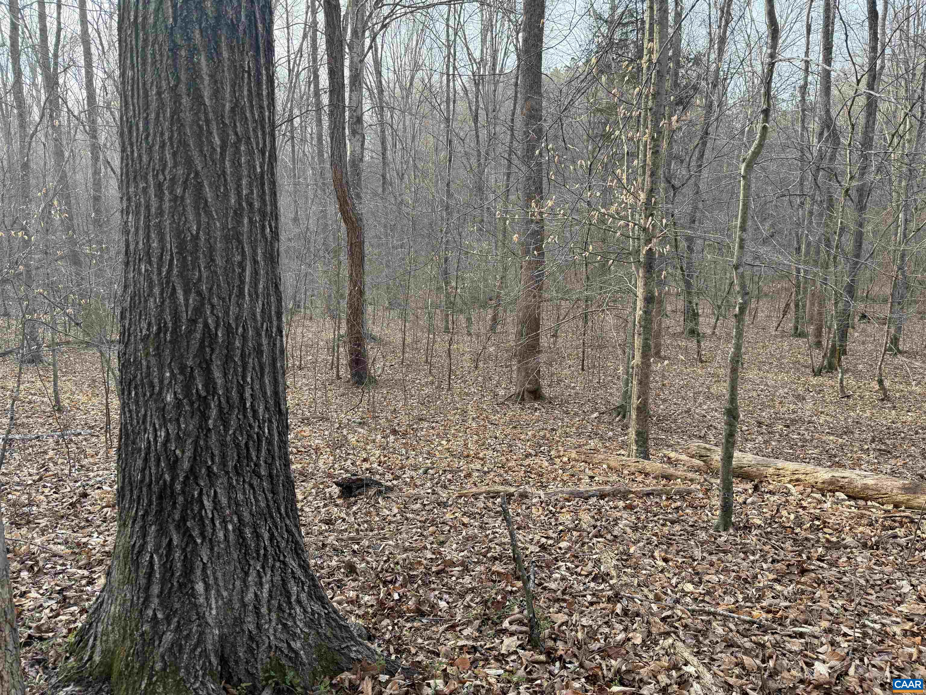0 PAYNES POND RD, SCOTTSVILLE, Virginia 24590, ,Farm,14,0 PAYNES POND RD,677374 MLS # 677374