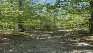 DAVIS LN, ARODA, Virginia 22709, ,Farm,14,DAVIS LN,VAMA2002794 MLS # VAMA2002794