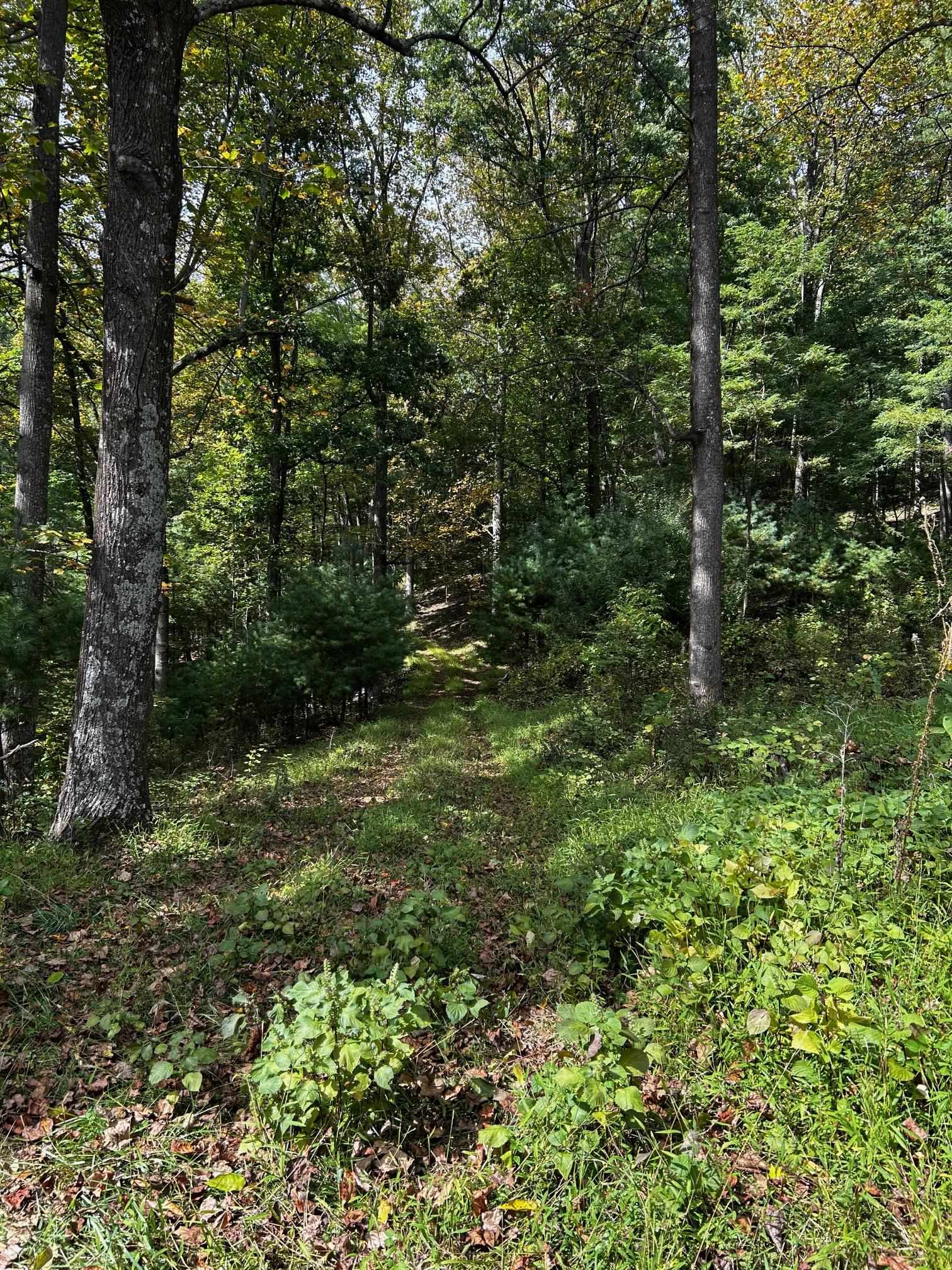 ROCKY BRANCH RD, LURAY, Virginia 22835, ,Farm,14,ROCKY BRANCH RD,669297 MLS # 669297