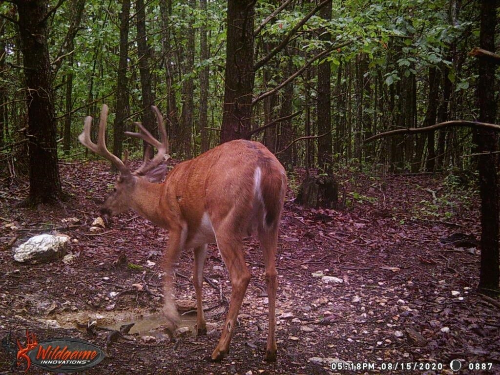 ROCKY BRANCH RD, LURAY, Virginia 22835, ,Farm,14,ROCKY BRANCH RD,669297 MLS # 669297