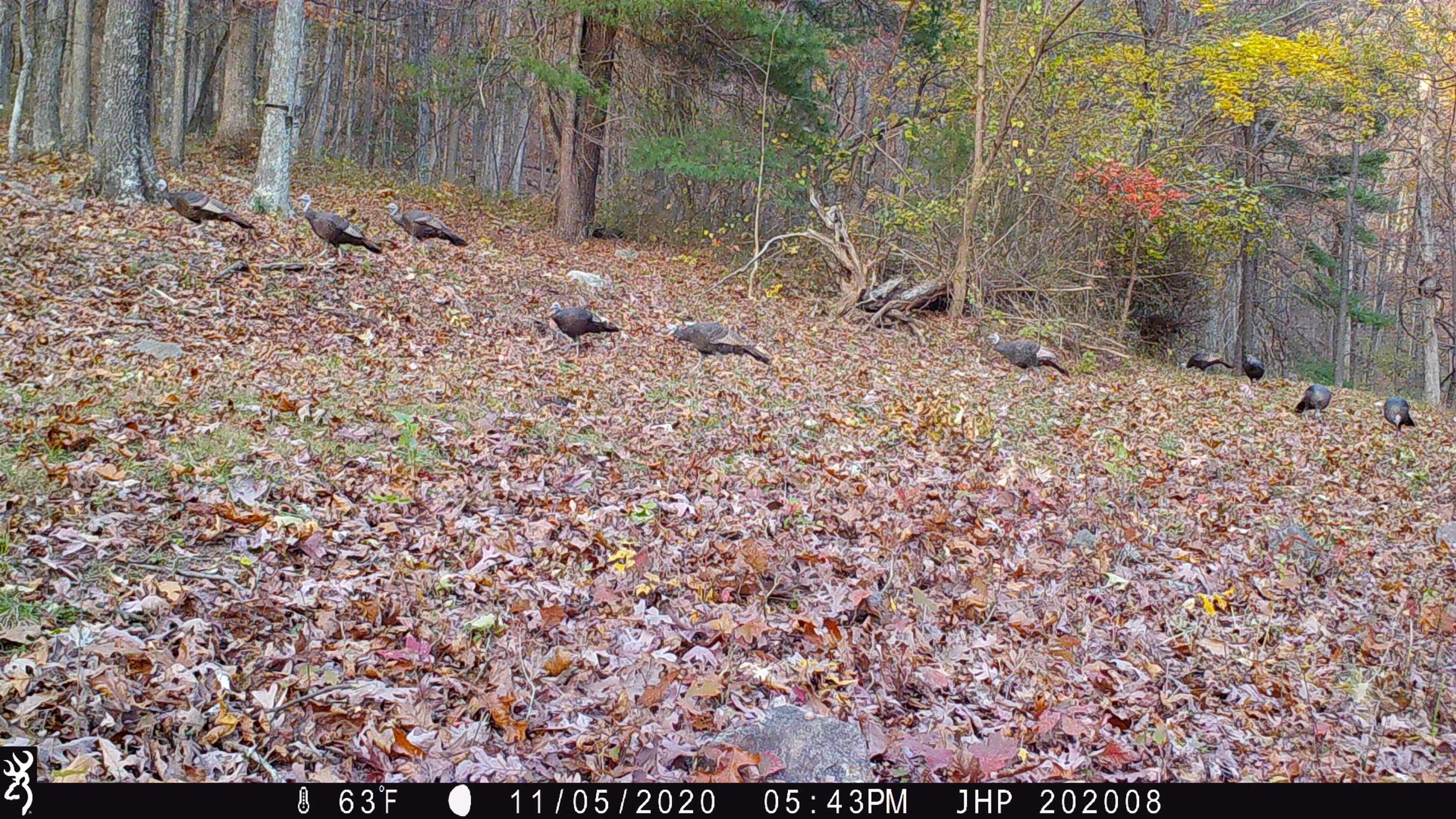 ROCKY BRANCH RD, LURAY, Virginia 22835, ,Farm,14,ROCKY BRANCH RD,669297 MLS # 669297