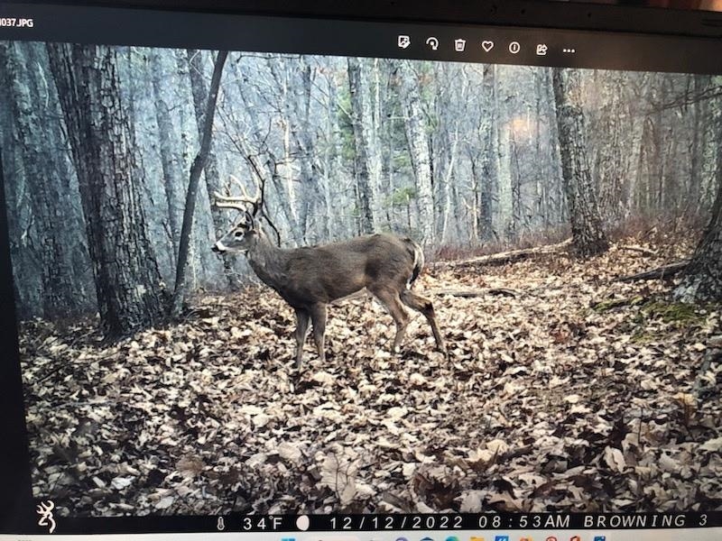 ROCKY BRANCH RD, LURAY, Virginia 22835, ,Farm,14,ROCKY BRANCH RD,669297 MLS # 669297
