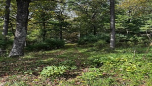 ROCKY BRANCH RD LURAY Virginia 22835