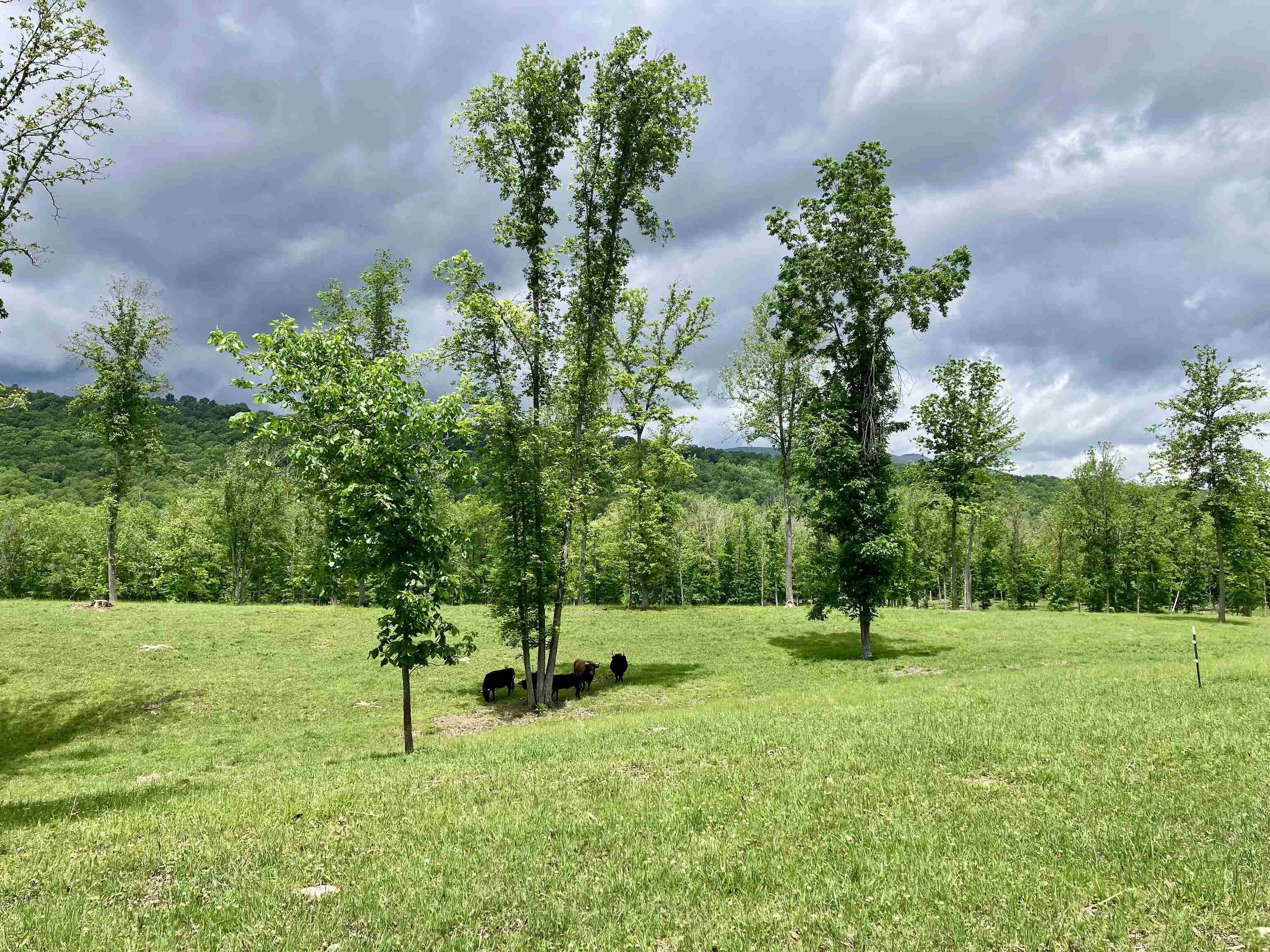 594 ESTALINE VALLEY RD, CRAIGSVILLE, Virginia 24430, 3 Bedrooms Bedrooms, ,2 BathroomsBathrooms,Residential,14,594 ESTALINE VALLEY RD,677707 MLS # 677707
