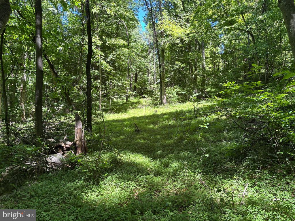 JORDAN HOLLOW RD, STANLEY, Virginia 22851, ,Farm,14,JORDAN HOLLOW RD,VAPA2006538 MLS # VAPA2006538 JORDAN HOLLOW RD, STANLEY, Virginia 22851, ,Farm,14,JORDAN HOLLOW RD,VAPA2006538 MLS # VAPA2006538