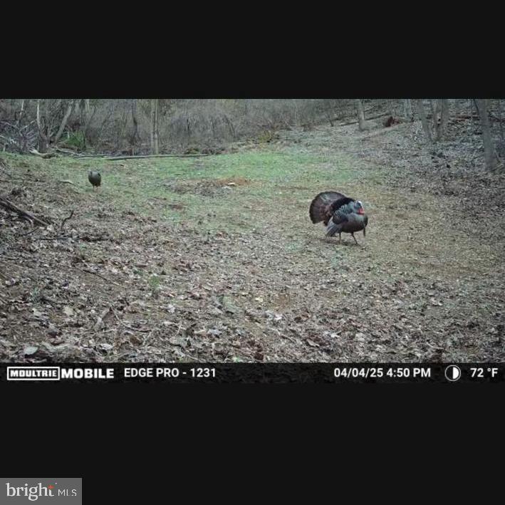 JORDAN HOLLOW RD, STANLEY, Virginia 22851, ,Farm,14,JORDAN HOLLOW RD,VAPA2006538 MLS # VAPA2006538 JORDAN HOLLOW RD, STANLEY, Virginia 22851, ,Farm,14,JORDAN HOLLOW RD,VAPA2006538 MLS # VAPA2006538