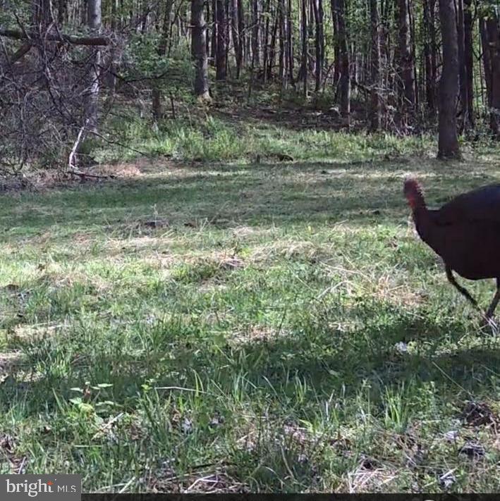 JORDAN HOLLOW RD, STANLEY, Virginia 22851, ,Farm,14,JORDAN HOLLOW RD,VAPA2006538 MLS # VAPA2006538 JORDAN HOLLOW RD, STANLEY, Virginia 22851, ,Farm,14,JORDAN HOLLOW RD,VAPA2006538 MLS # VAPA2006538