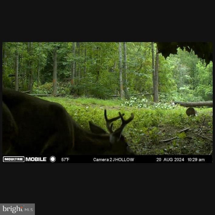 JORDAN HOLLOW RD, STANLEY, Virginia 22851, ,Farm,14,JORDAN HOLLOW RD,VAPA2006538 MLS # VAPA2006538 JORDAN HOLLOW RD, STANLEY, Virginia 22851, ,Farm,14,JORDAN HOLLOW RD,VAPA2006538 MLS # VAPA2006538