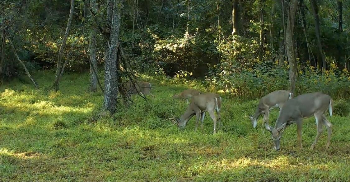JORDAN HOLLOW RD, STANLEY, Virginia 22851, ,Farm,14,JORDAN HOLLOW RD,678257 MLS # 678257 JORDAN HOLLOW RD, STANLEY, Virginia 22851, ,Farm,14,JORDAN HOLLOW RD,678257 MLS # 678257
