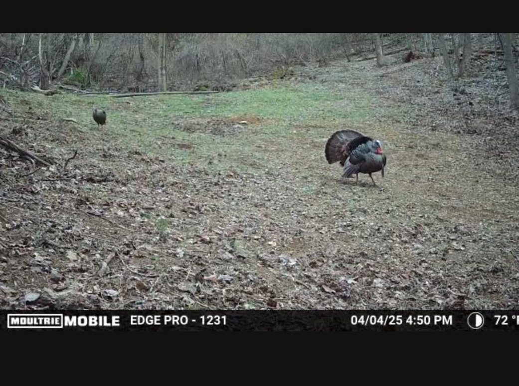 JORDAN HOLLOW RD, STANLEY, Virginia 22851, ,Farm,14,JORDAN HOLLOW RD,678257 MLS # 678257 JORDAN HOLLOW RD, STANLEY, Virginia 22851, ,Farm,14,JORDAN HOLLOW RD,678257 MLS # 678257