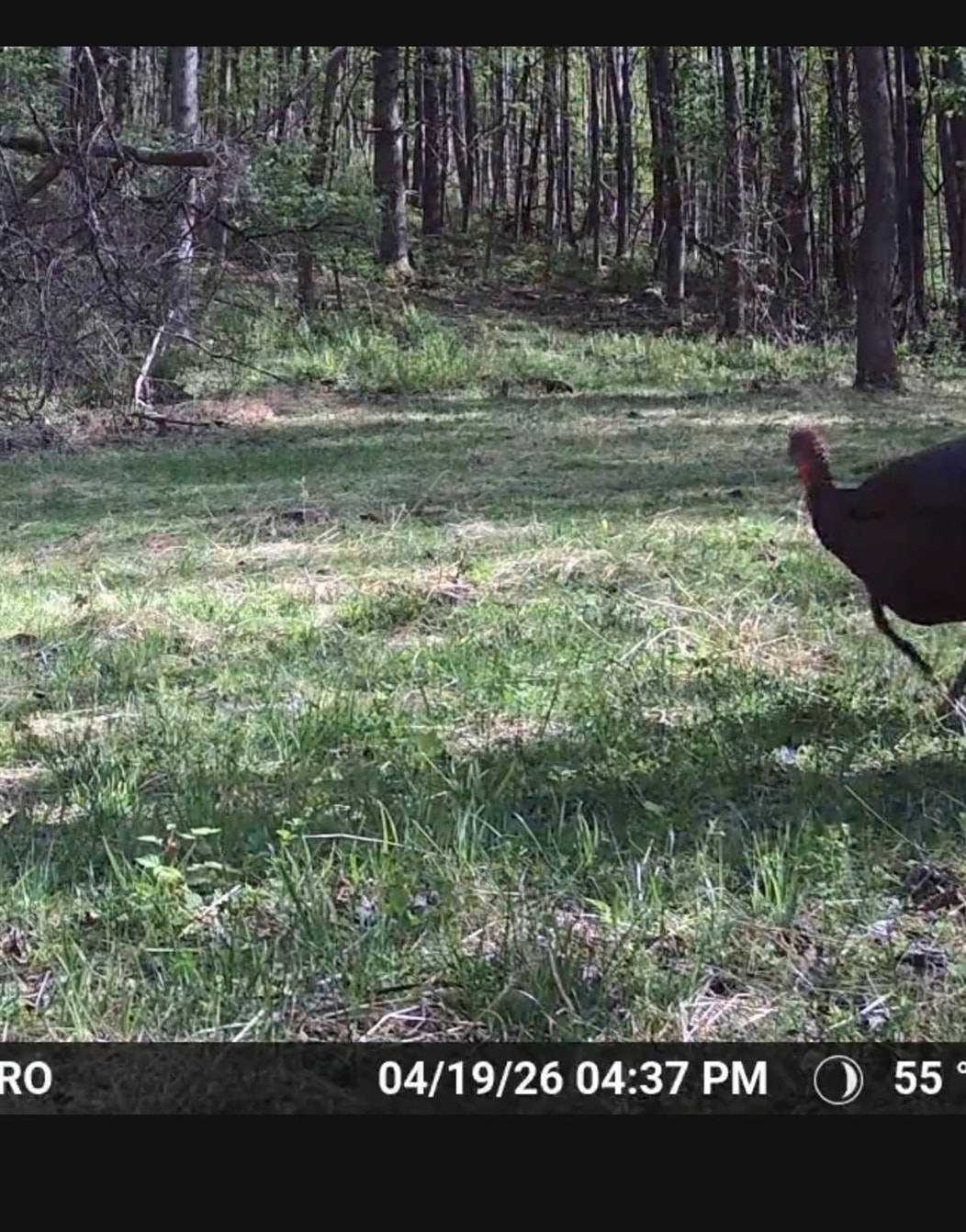 JORDAN HOLLOW RD, STANLEY, Virginia 22851, ,Farm,14,JORDAN HOLLOW RD,678257 MLS # 678257 JORDAN HOLLOW RD, STANLEY, Virginia 22851, ,Farm,14,JORDAN HOLLOW RD,678257 MLS # 678257