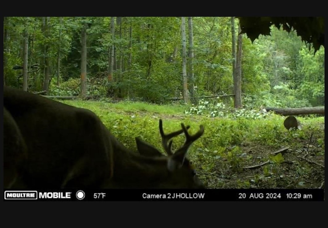 JORDAN HOLLOW RD, STANLEY, Virginia 22851, ,Farm,14,JORDAN HOLLOW RD,678257 MLS # 678257 JORDAN HOLLOW RD, STANLEY, Virginia 22851, ,Farm,14,JORDAN HOLLOW RD,678257 MLS # 678257