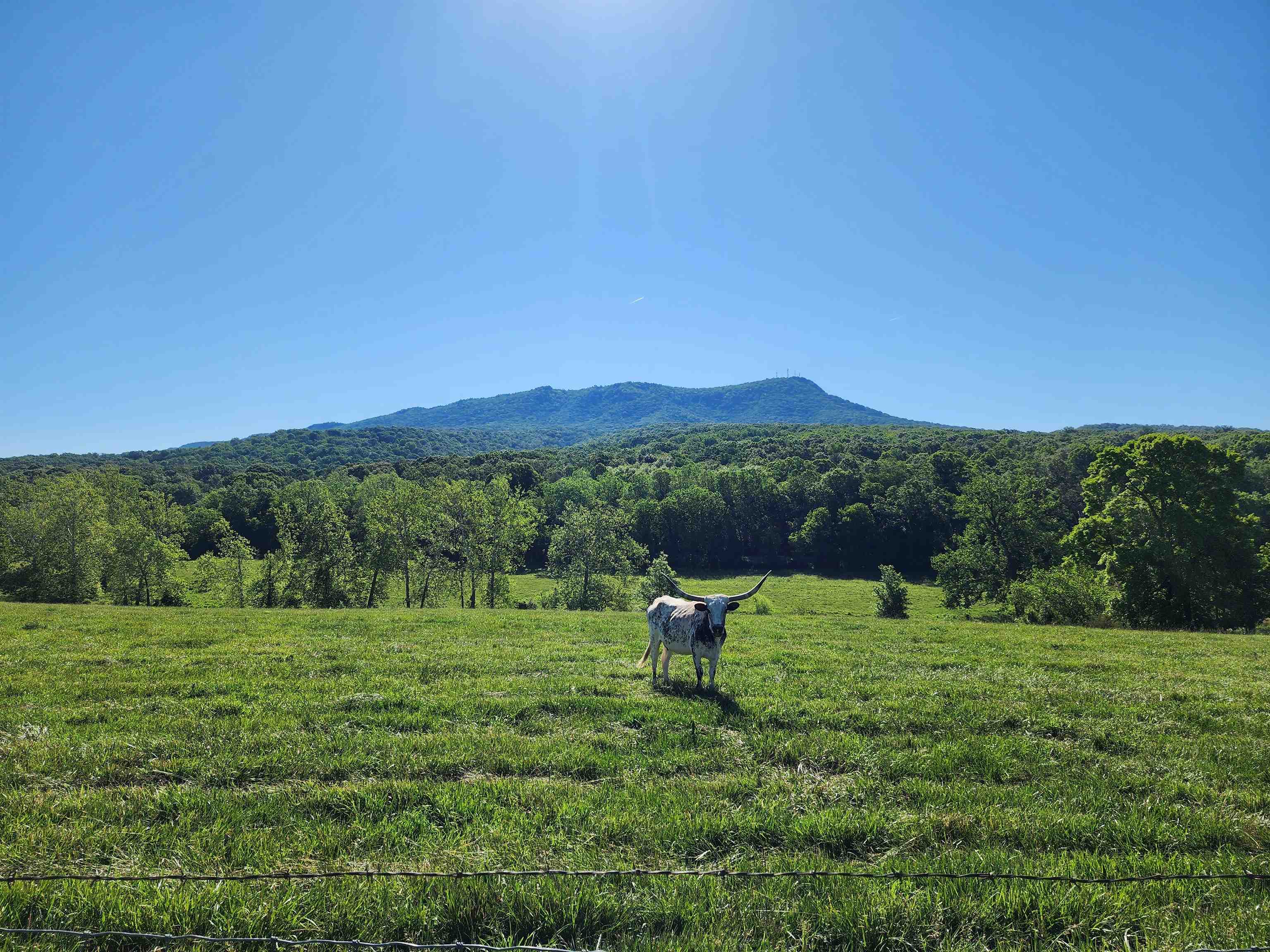 TBD INDIAN TRAIL RD, PENN LAIRD, Virginia 22846, ,Land,14,TBD INDIAN TRAIL RD,678406 MLS # 678406 TBD INDIAN TRAIL RD, PENN LAIRD, Virginia 22846, ,Land,14,TBD INDIAN TRAIL RD,678406 MLS # 678406
