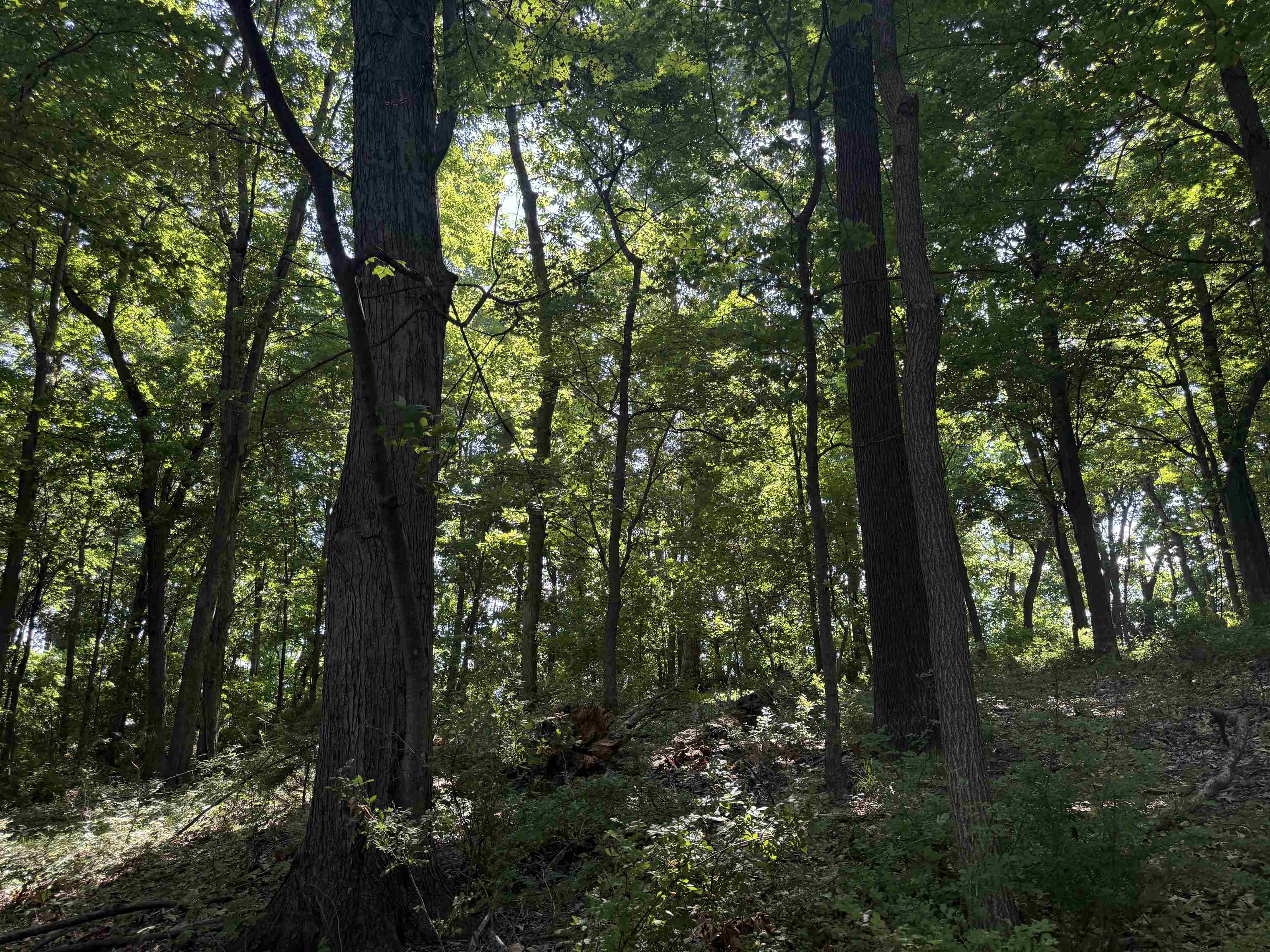 TBD ARBOR HILL RD, STAUNTON, Virginia 24401, ,Farm,14,TBD ARBOR HILL RD,678469 MLS # 678469 TBD ARBOR HILL RD, STAUNTON, Virginia 24401, ,Farm,14,TBD ARBOR HILL RD,678469 MLS # 678469