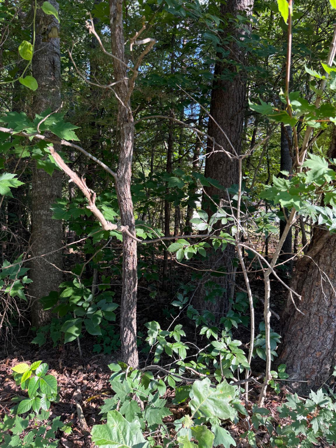 KIRTLEY TRL, CULPEPER, Virginia 22701, ,Land,14,KIRTLEY TRL,VACU2014072 MLS # VACU2014072