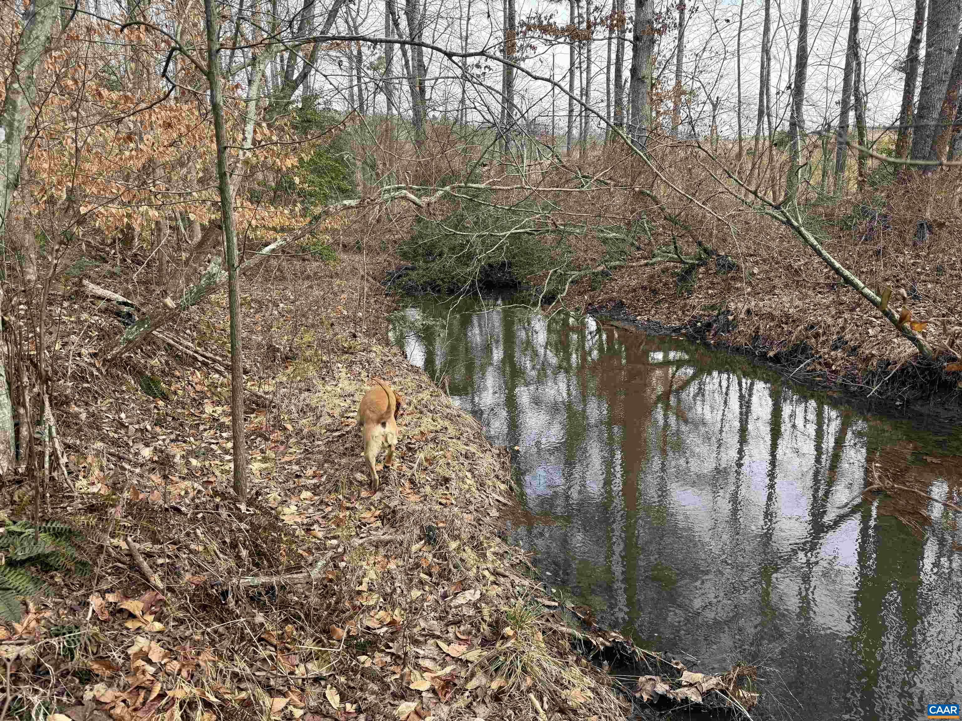 TBD COMMUNITY HOUSE RD, KENTS STORE, Virginia 23084, ,Land,14,TBD COMMUNITY HOUSE RD,678790 MLS # 678790
