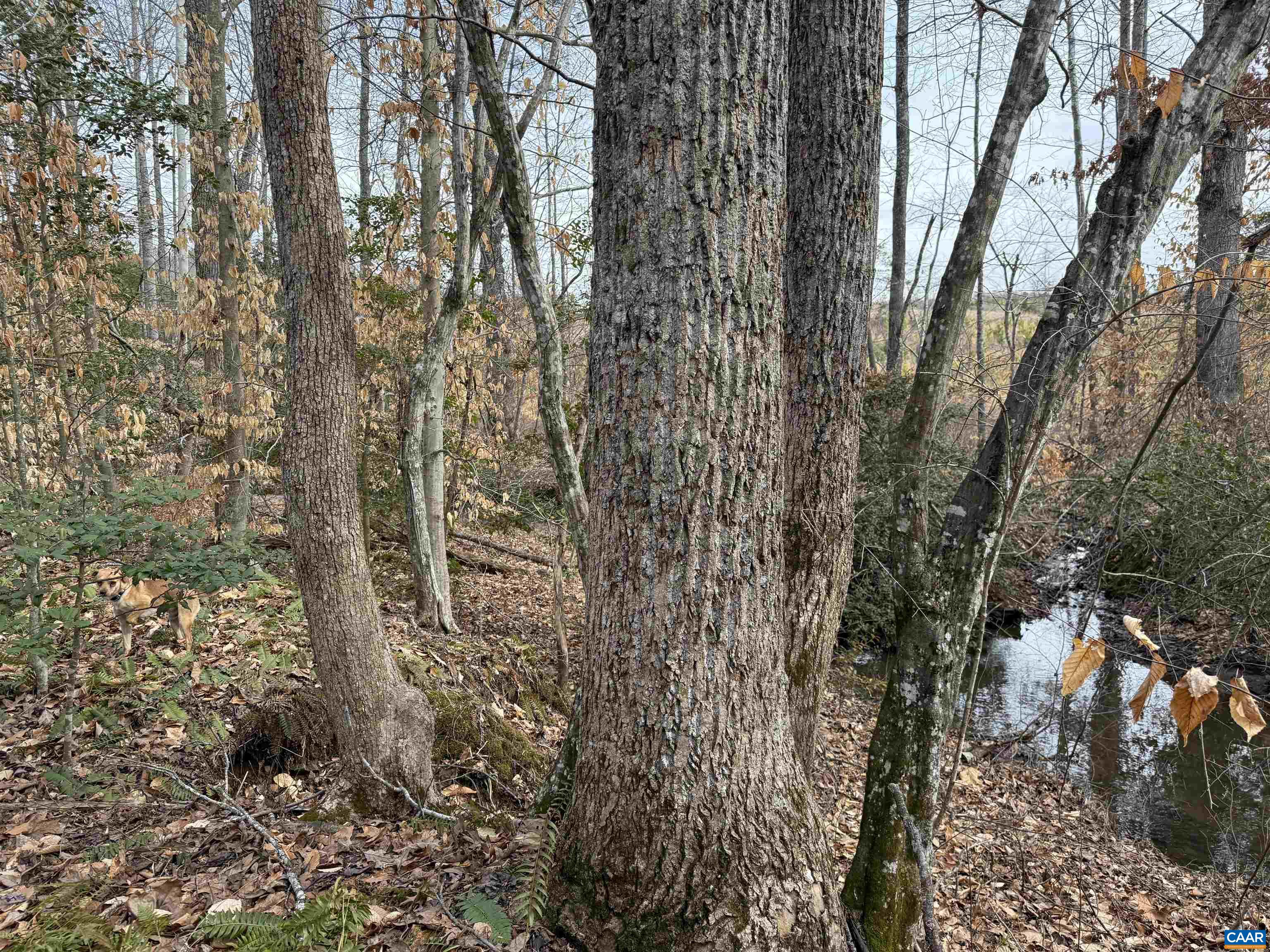 TBD COMMUNITY HOUSE RD, KENTS STORE, Virginia 23084, ,Land,14,TBD COMMUNITY HOUSE RD,678790 MLS # 678790