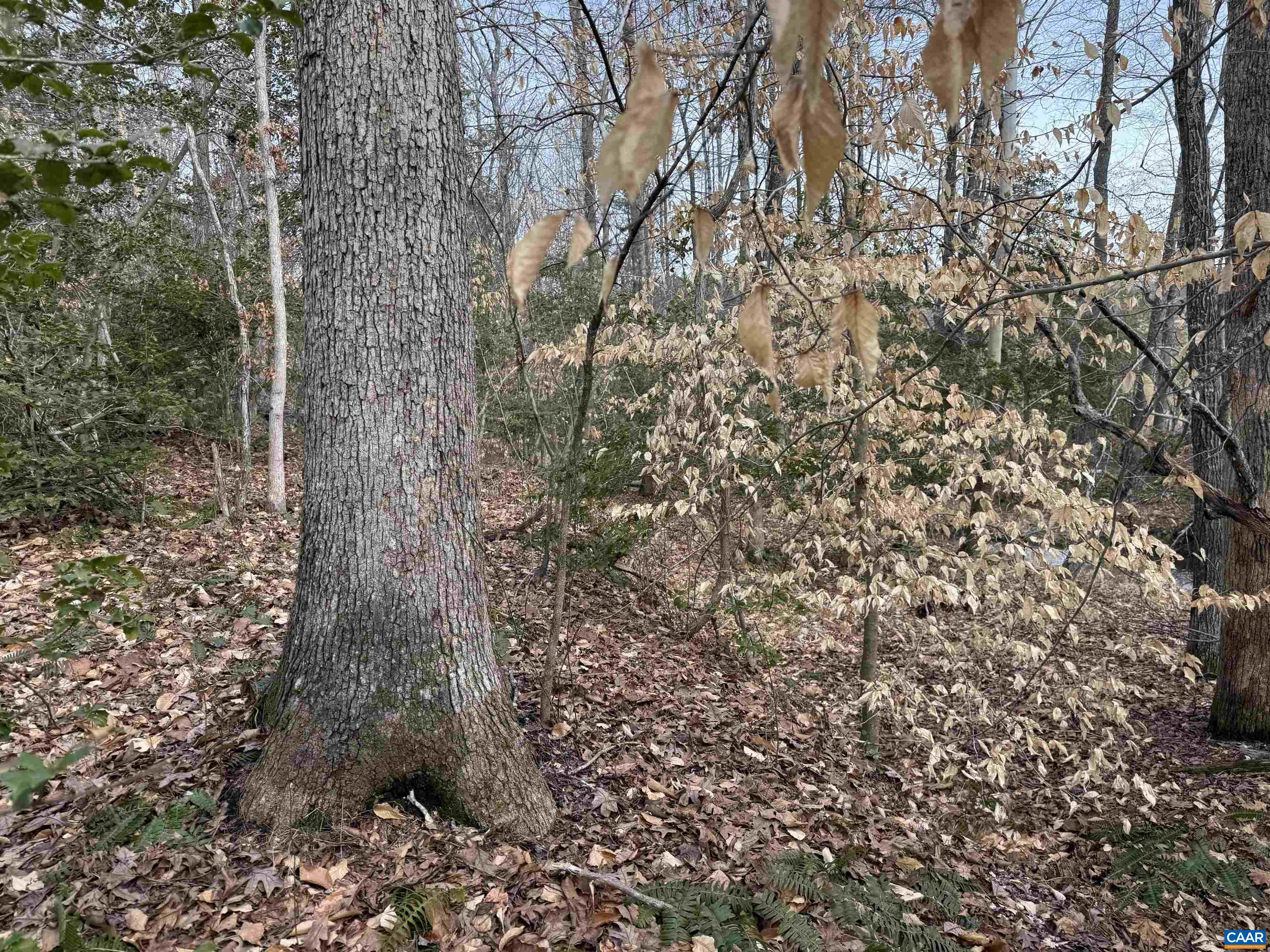 TBD COMMUNITY HOUSE RD, KENTS STORE, Virginia 23084, ,Land,14,TBD COMMUNITY HOUSE RD,678790 MLS # 678790