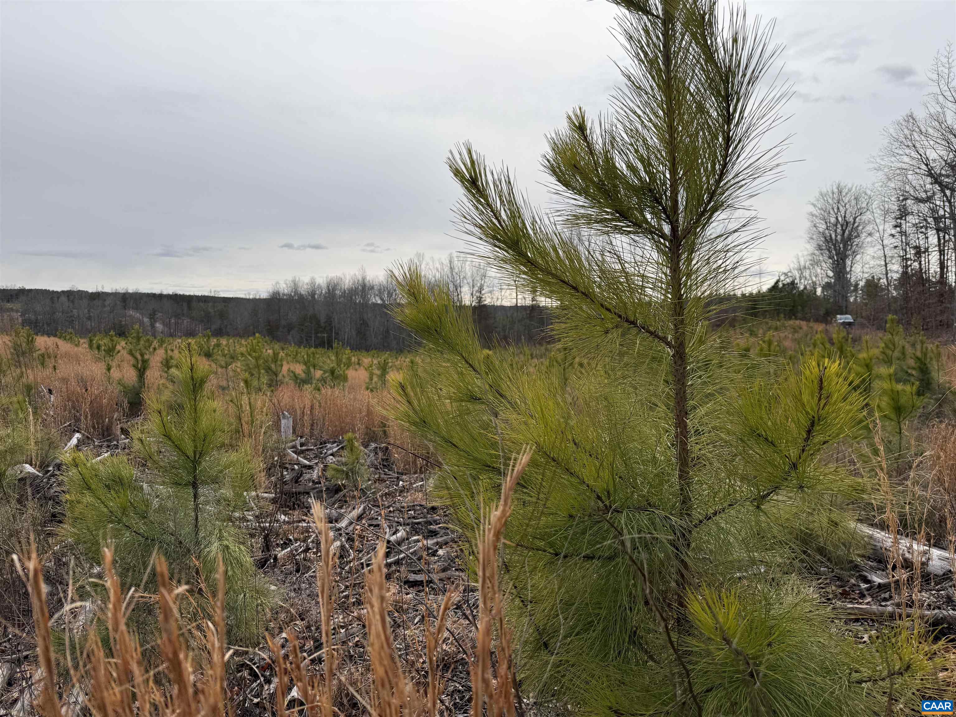 TBD COMMUNITY HOUSE RD, KENTS STORE, Virginia 23084, ,Land,14,TBD COMMUNITY HOUSE RD,678790 MLS # 678790