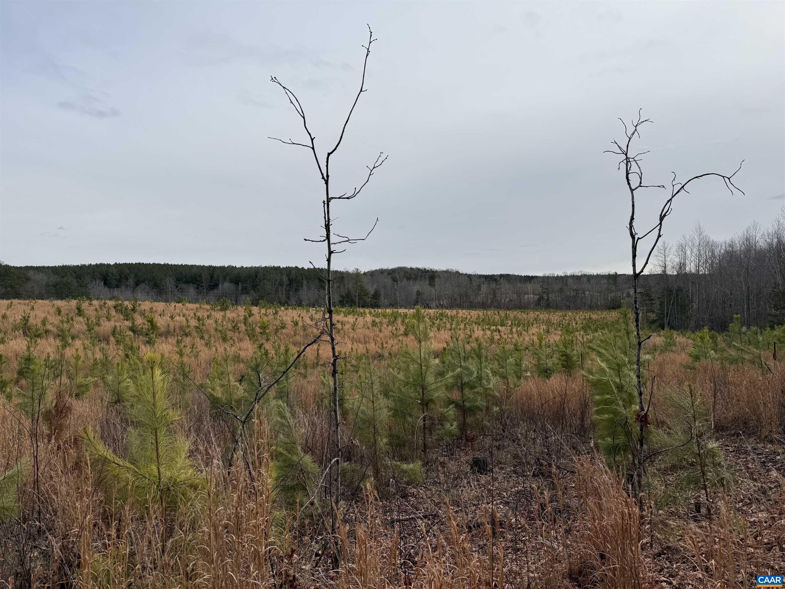 TBD COMMUNITY HOUSE RD, KENTS STORE, Virginia 23084, ,Land,14,TBD COMMUNITY HOUSE RD,678790 MLS # 678790
