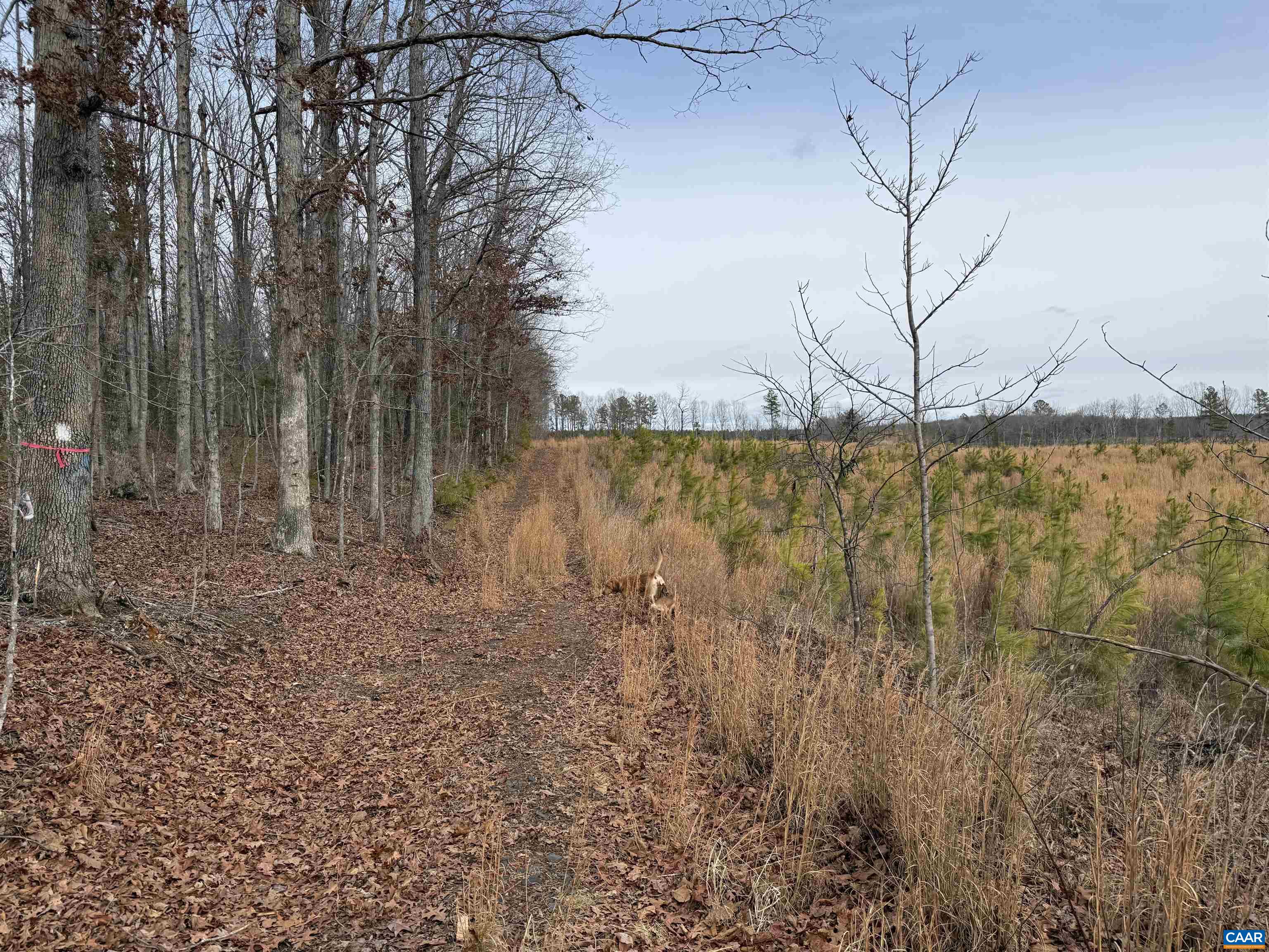 TBD COMMUNITY HOUSE RD, KENTS STORE, Virginia 23084, ,Land,14,TBD COMMUNITY HOUSE RD,678790 MLS # 678790