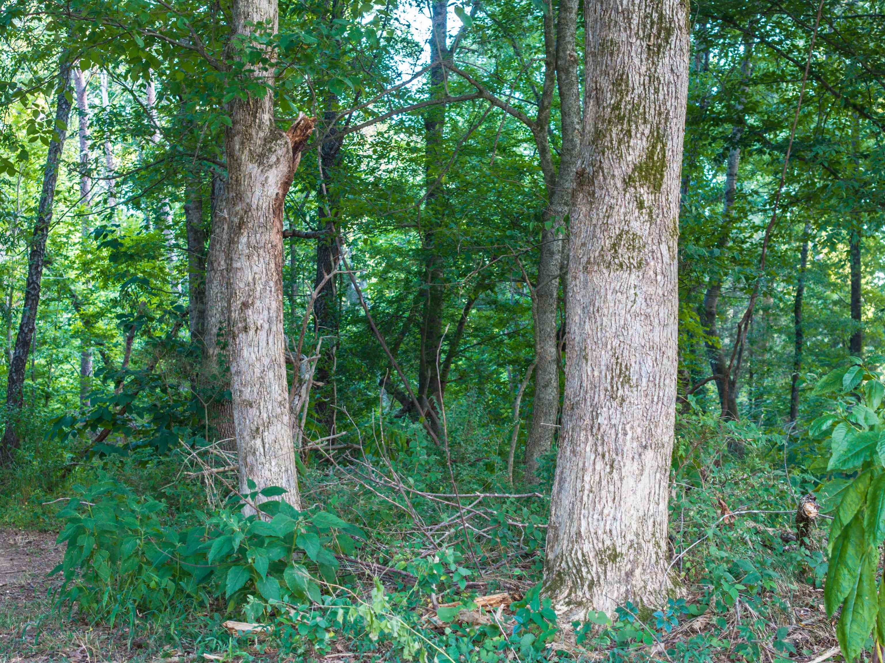 TBD BRIDGEPORT RD, ARVONIA, Virginia 23004, ,Land,14,TBD BRIDGEPORT RD,679306 MLS # 679306 TBD BRIDGEPORT RD, ARVONIA, Virginia 23004, ,Land,14,TBD BRIDGEPORT RD,679306 MLS # 679306