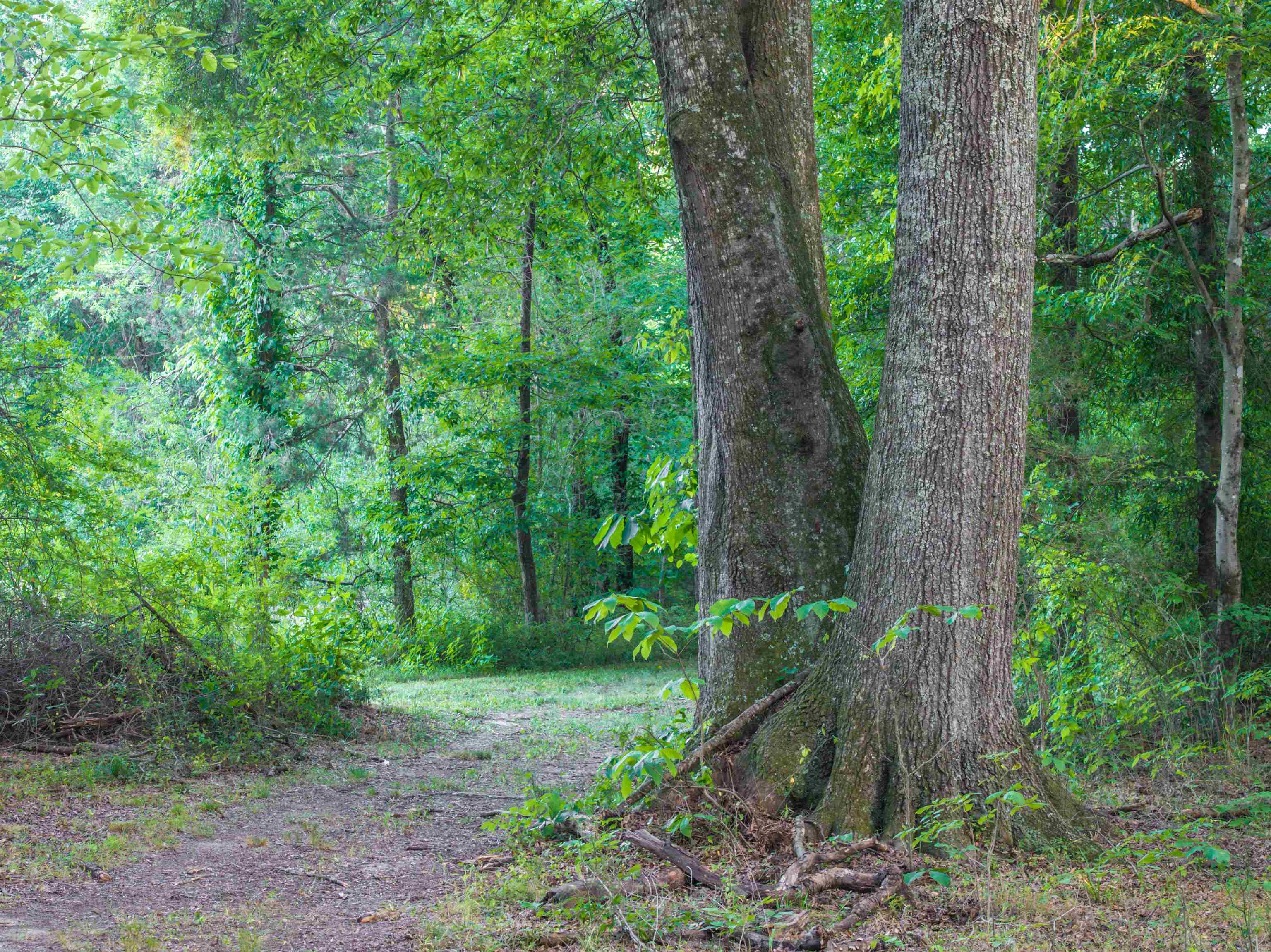 TBD BRIDGEPORT RD, ARVONIA, Virginia 23004, ,Land,14,TBD BRIDGEPORT RD,679306 MLS # 679306 TBD BRIDGEPORT RD, ARVONIA, Virginia 23004, ,Land,14,TBD BRIDGEPORT RD,679306 MLS # 679306