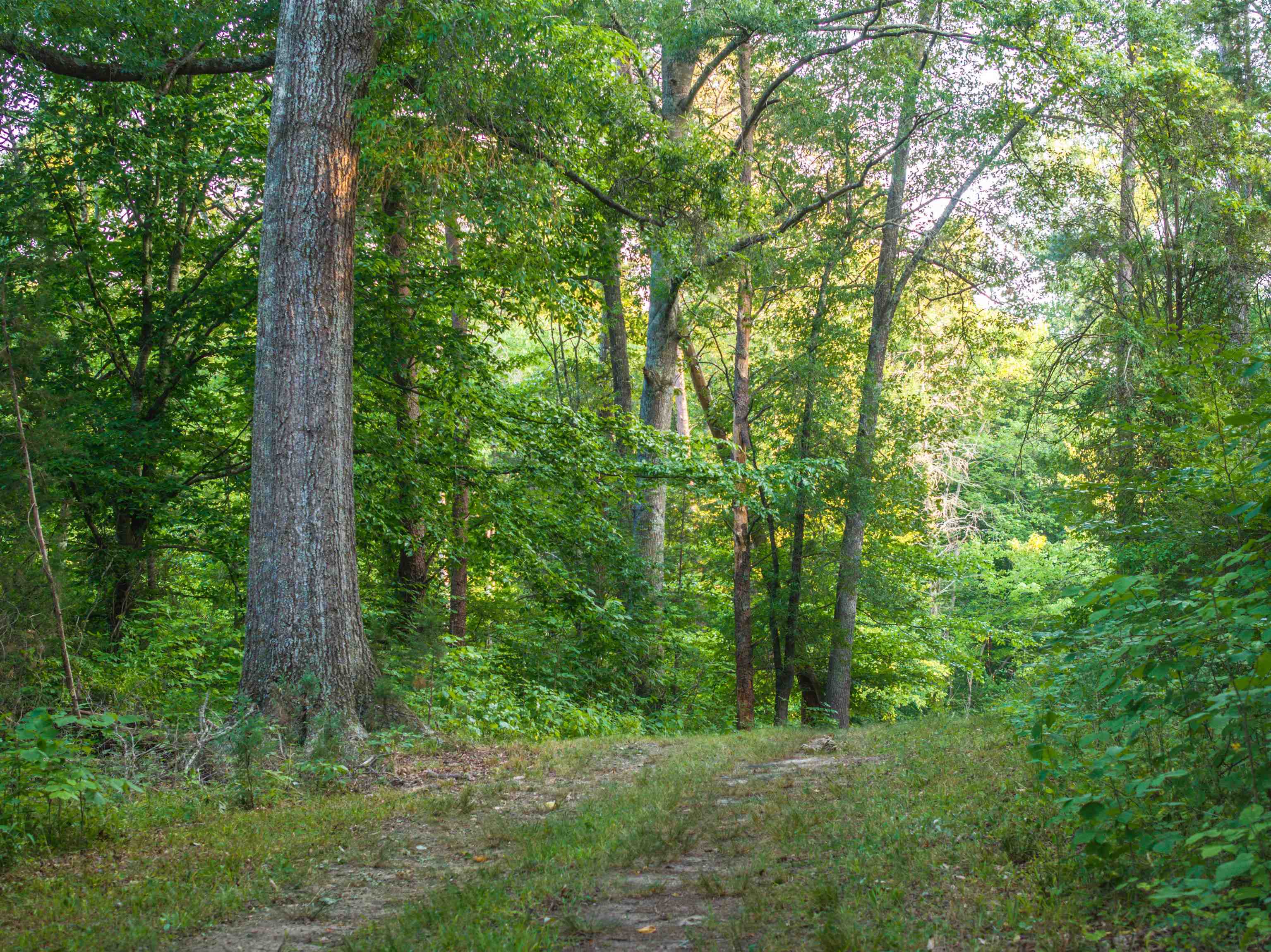 TBD BRIDGEPORT RD, ARVONIA, Virginia 23004, ,Land,14,TBD BRIDGEPORT RD,679306 MLS # 679306 TBD BRIDGEPORT RD, ARVONIA, Virginia 23004, ,Land,14,TBD BRIDGEPORT RD,679306 MLS # 679306