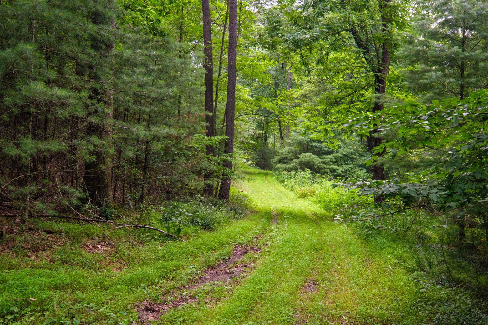 tbd CRIDERS RD, BERGTON, Virginia 22811, ,Farm,14,tbd CRIDERS RD,679349 MLS # 679349 tbd CRIDERS RD, BERGTON, Virginia 22811, ,Farm,14,tbd CRIDERS RD,679349 MLS # 679349