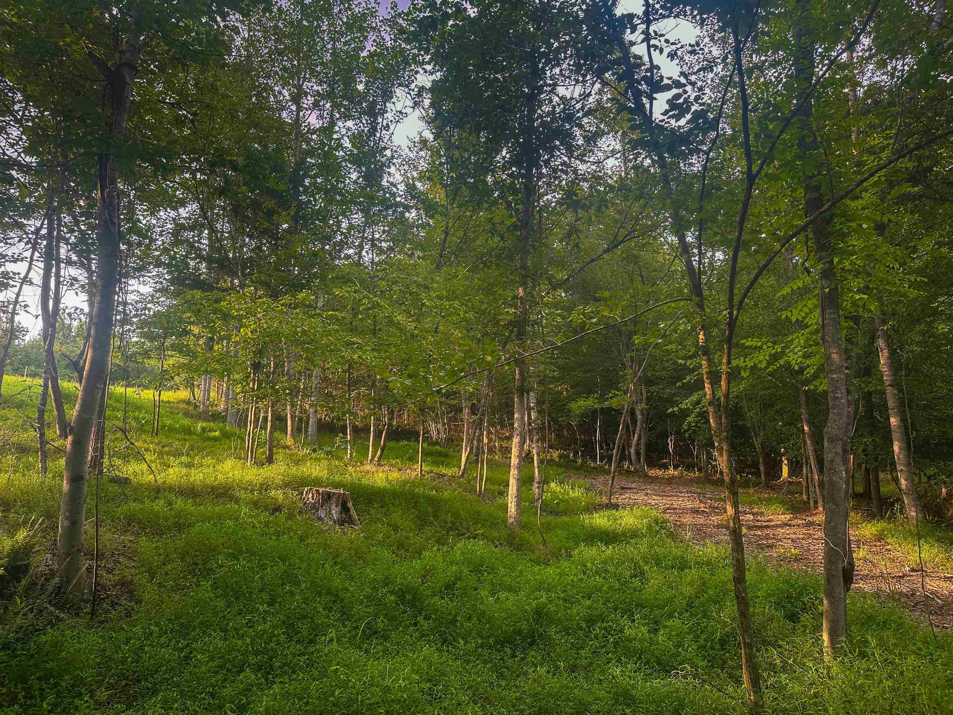 Lot 6 GILBERT STATION RD, BARBOURSVILLE, Virginia 22923, ,Land,14,Lot 6 GILBERT STATION RD,680432 MLS # 680432 Lot 6 GILBERT STATION RD, BARBOURSVILLE, Virginia 22923, ,Land,14,Lot 6 GILBERT STATION RD,680432 MLS # 680432