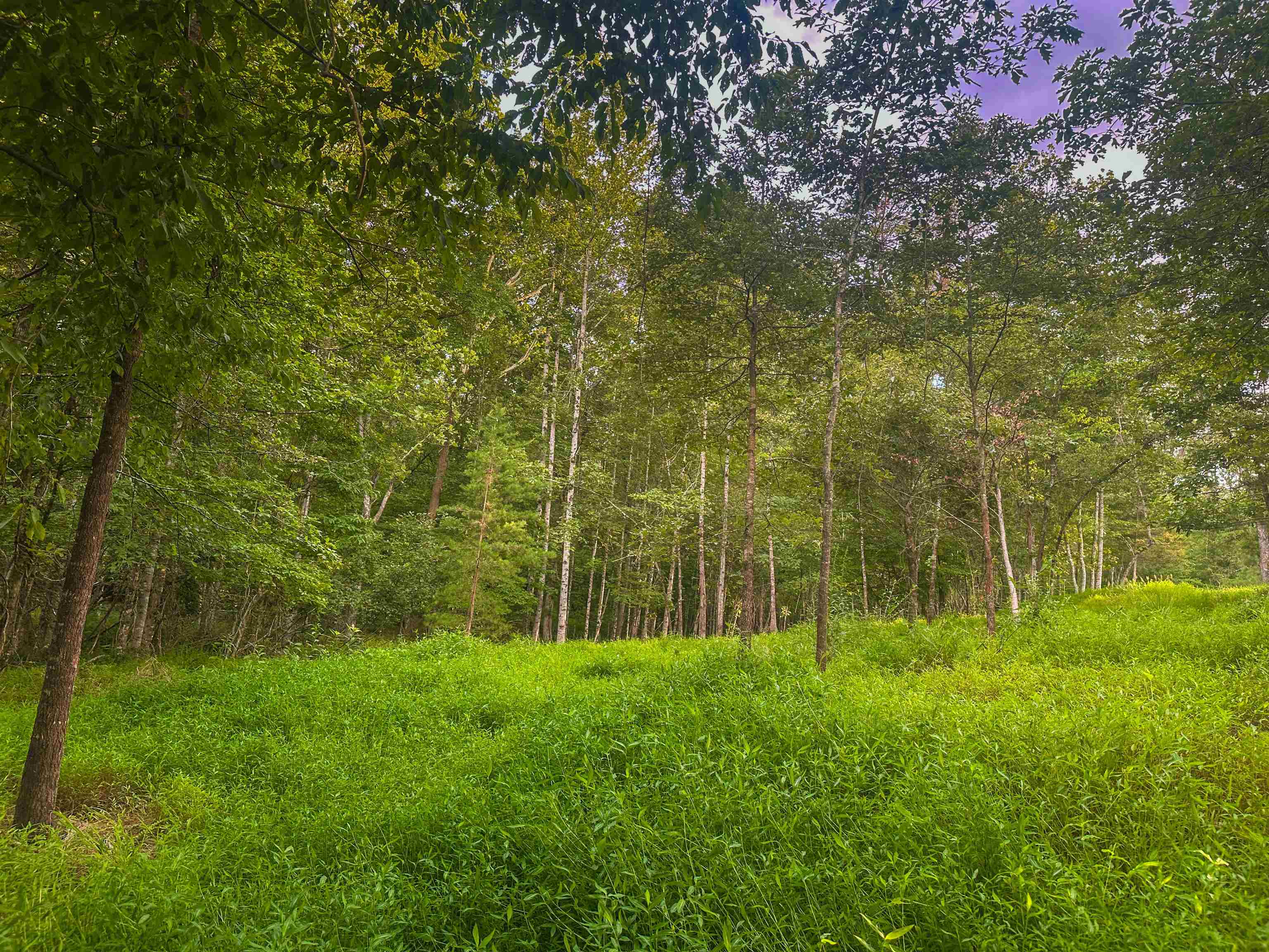 Lot 6 GILBERT STATION RD, BARBOURSVILLE, Virginia 22923, ,Land,14,Lot 6 GILBERT STATION RD,680432 MLS # 680432 Lot 6 GILBERT STATION RD, BARBOURSVILLE, Virginia 22923, ,Land,14,Lot 6 GILBERT STATION RD,680432 MLS # 680432