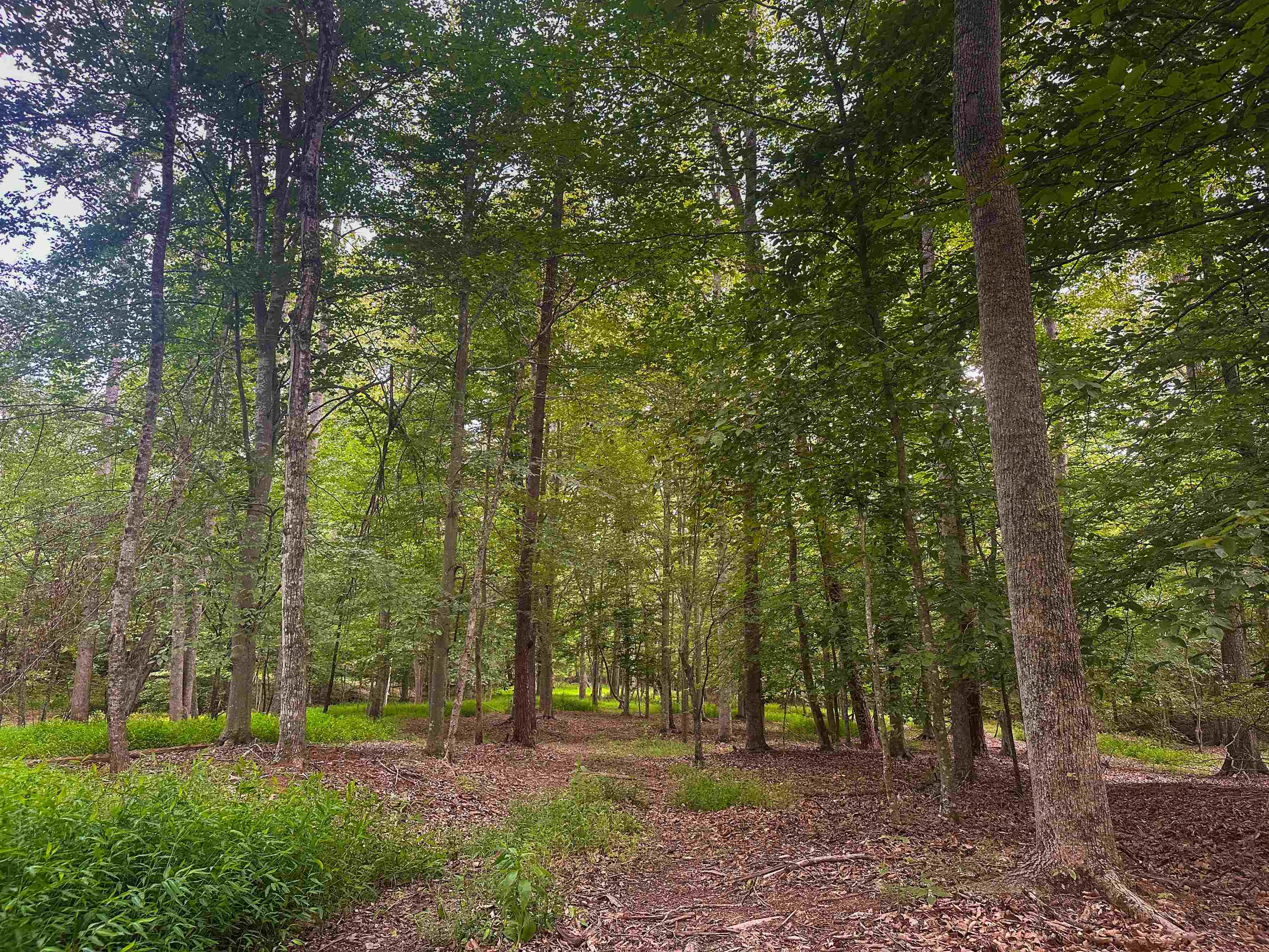 Lot 6 GILBERT STATION RD, BARBOURSVILLE, Virginia 22923, ,Land,14,Lot 6 GILBERT STATION RD,680432 MLS # 680432 Lot 6 GILBERT STATION RD, BARBOURSVILLE, Virginia 22923, ,Land,14,Lot 6 GILBERT STATION RD,680432 MLS # 680432