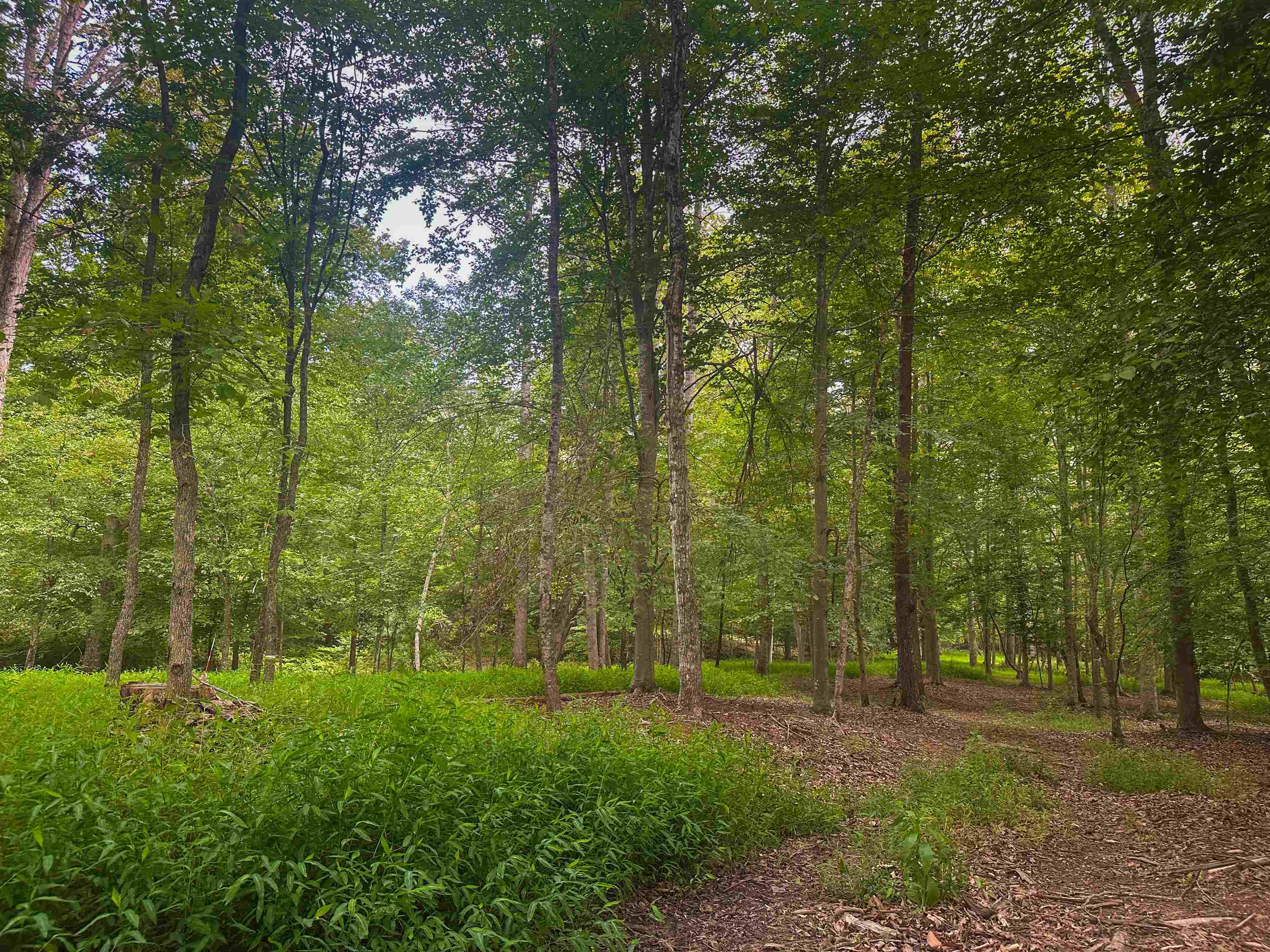 Lot 6 GILBERT STATION RD, BARBOURSVILLE, Virginia 22923, ,Land,14,Lot 6 GILBERT STATION RD,680432 MLS # 680432 Lot 6 GILBERT STATION RD, BARBOURSVILLE, Virginia 22923, ,Land,14,Lot 6 GILBERT STATION RD,680432 MLS # 680432