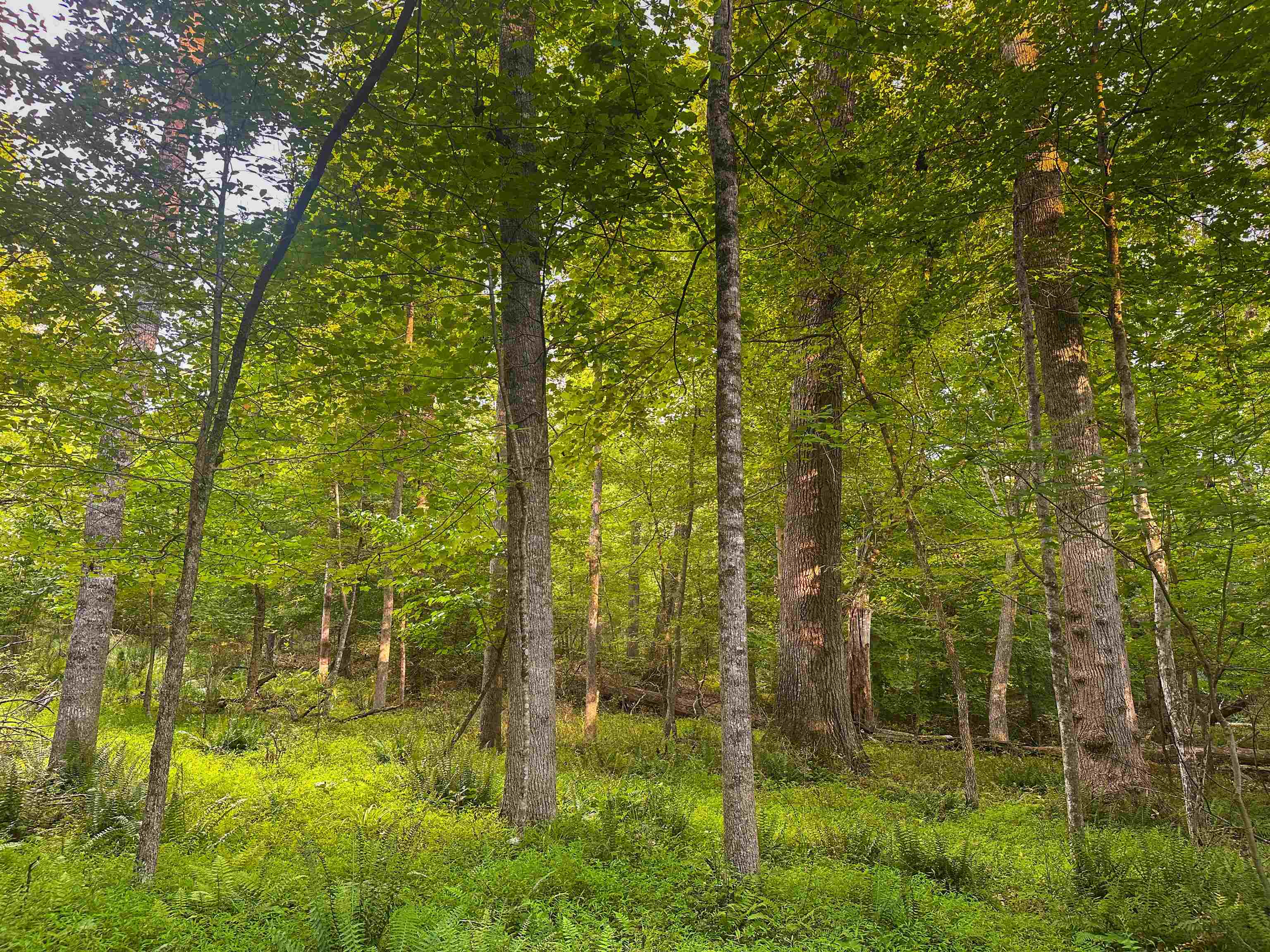 Lot 6 GILBERT STATION RD, BARBOURSVILLE, Virginia 22923, ,Land,14,Lot 6 GILBERT STATION RD,680432 MLS # 680432 Lot 6 GILBERT STATION RD, BARBOURSVILLE, Virginia 22923, ,Land,14,Lot 6 GILBERT STATION RD,680432 MLS # 680432