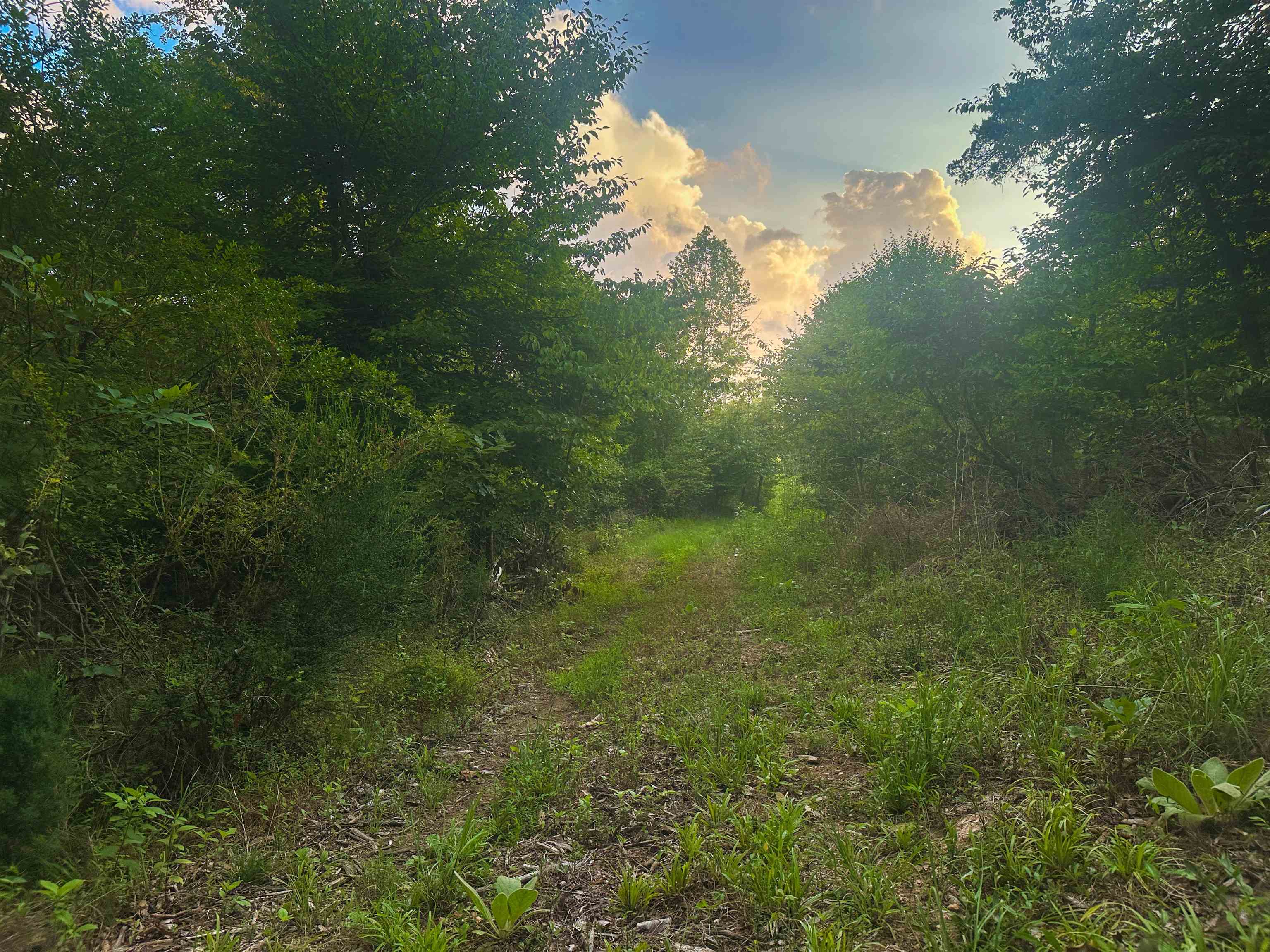 Lot 6 GILBERT STATION RD, BARBOURSVILLE, Virginia 22923, ,Land,14,Lot 6 GILBERT STATION RD,680432 MLS # 680432 Lot 6 GILBERT STATION RD, BARBOURSVILLE, Virginia 22923, ,Land,14,Lot 6 GILBERT STATION RD,680432 MLS # 680432