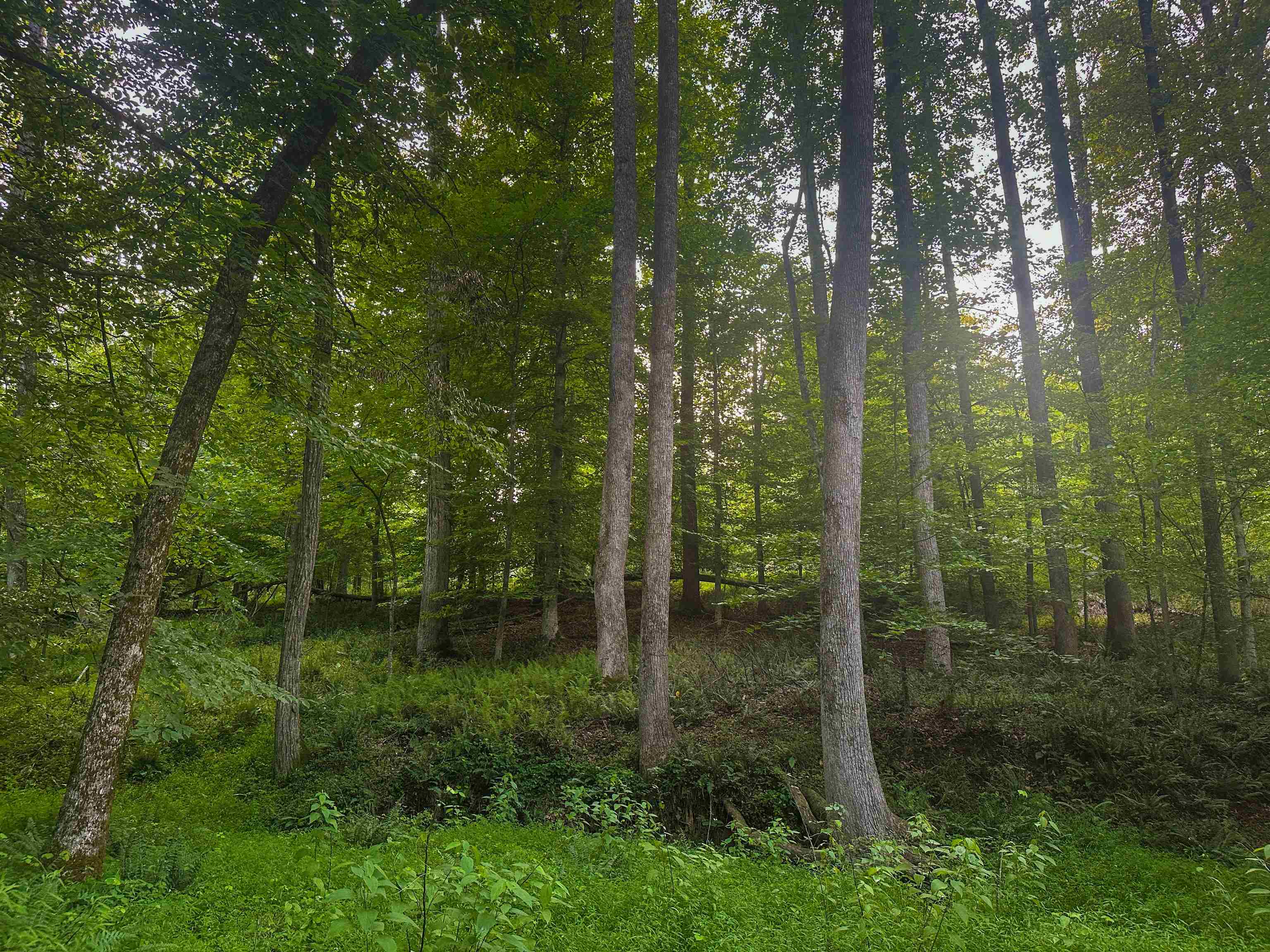 Lot 6 GILBERT STATION RD, BARBOURSVILLE, Virginia 22923, ,Land,14,Lot 6 GILBERT STATION RD,680432 MLS # 680432 Lot 6 GILBERT STATION RD, BARBOURSVILLE, Virginia 22923, ,Land,14,Lot 6 GILBERT STATION RD,680432 MLS # 680432