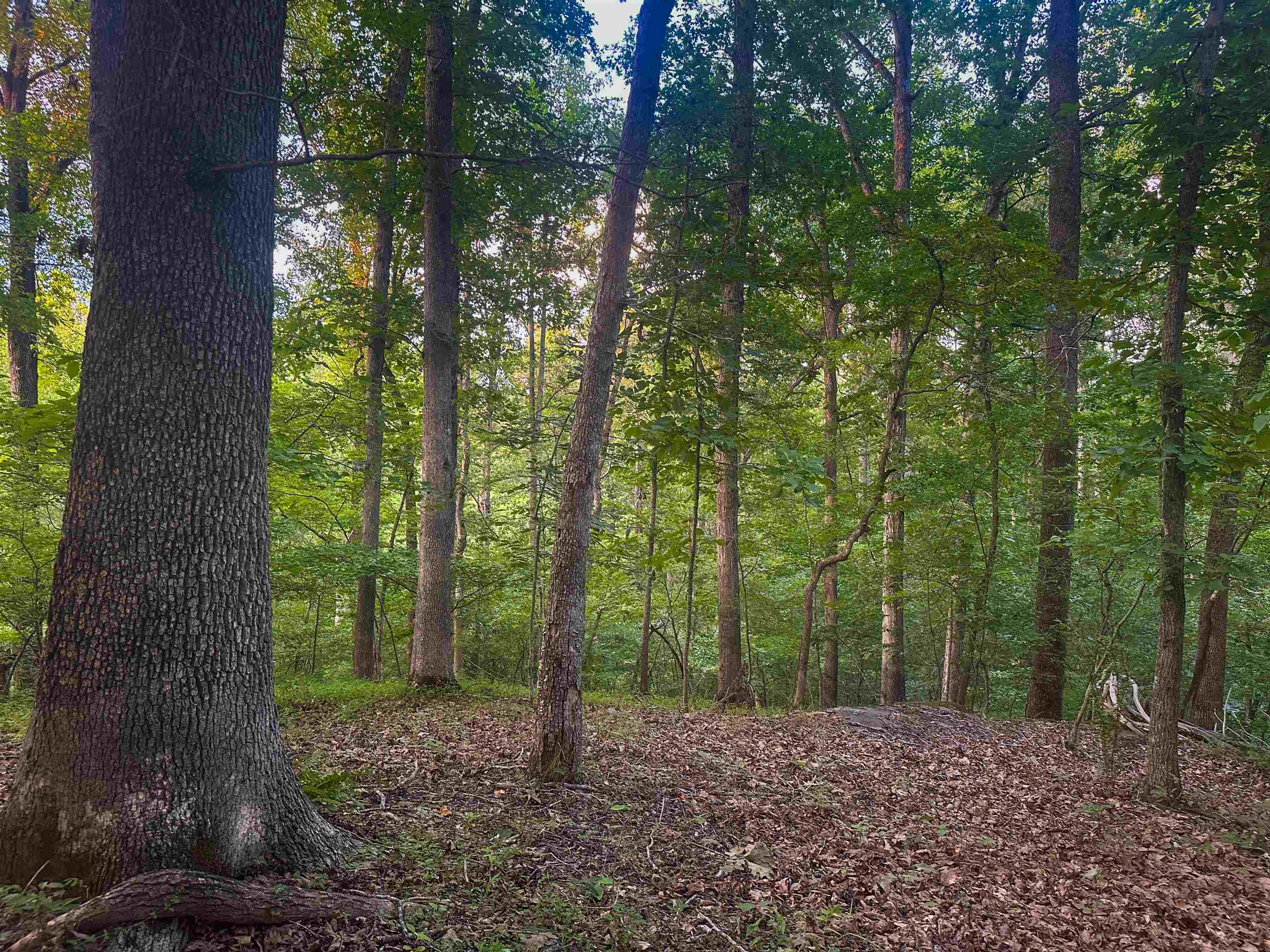 Lot 6 GILBERT STATION RD, BARBOURSVILLE, Virginia 22923, ,Land,14,Lot 6 GILBERT STATION RD,680432 MLS # 680432 Lot 6 GILBERT STATION RD, BARBOURSVILLE, Virginia 22923, ,Land,14,Lot 6 GILBERT STATION RD,680432 MLS # 680432