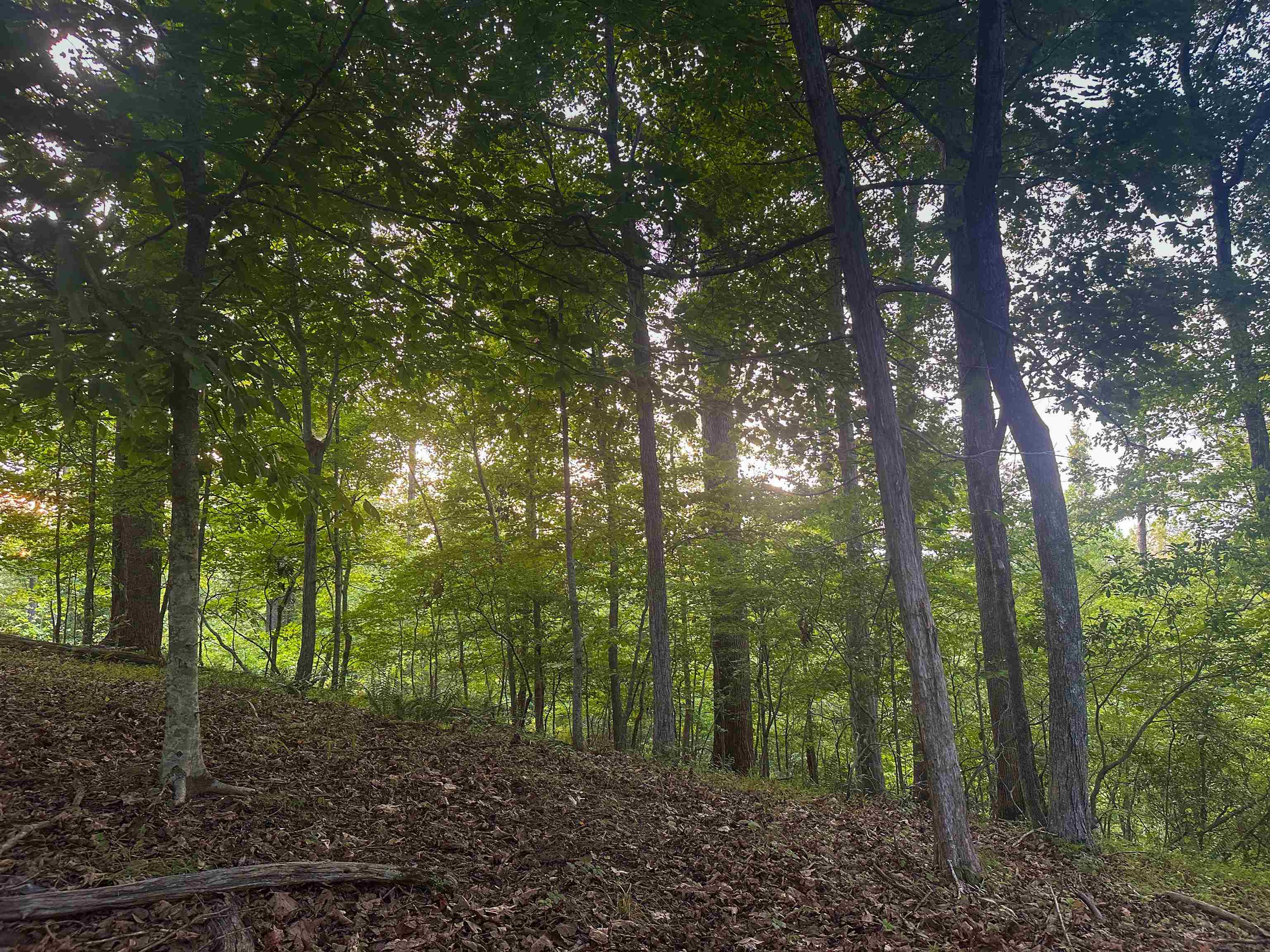 Lot 6 GILBERT STATION RD, BARBOURSVILLE, Virginia 22923, ,Land,14,Lot 6 GILBERT STATION RD,680432 MLS # 680432 Lot 6 GILBERT STATION RD, BARBOURSVILLE, Virginia 22923, ,Land,14,Lot 6 GILBERT STATION RD,680432 MLS # 680432