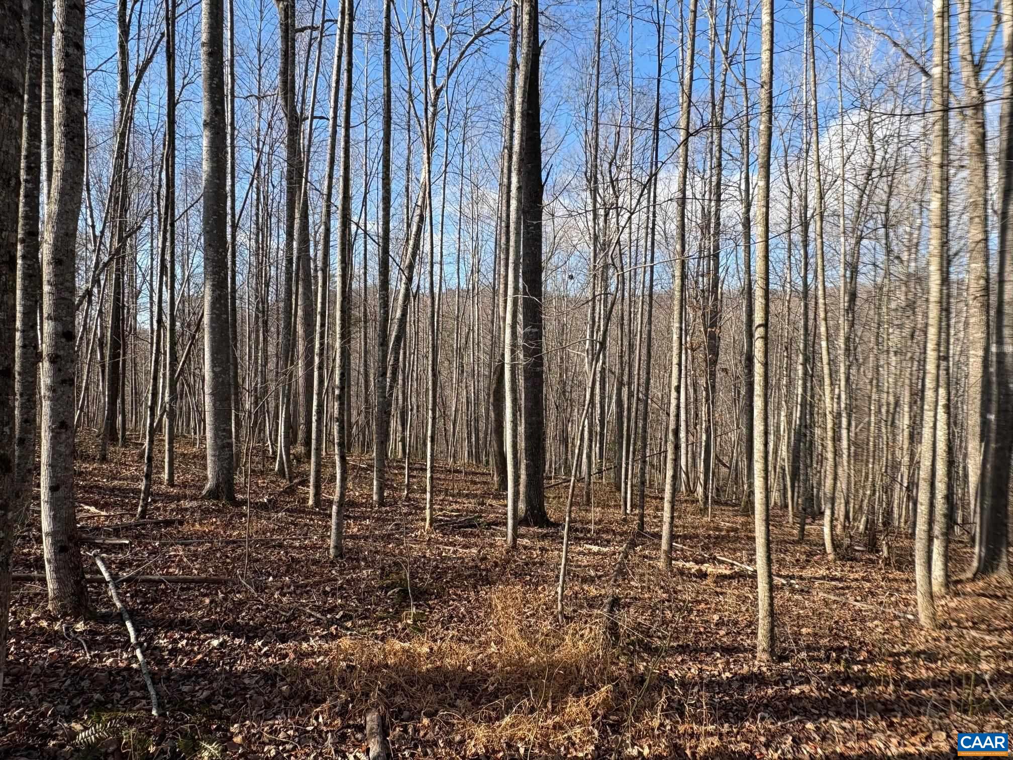 TM 24-1 MITCHELL MOUNTAIN RD, HAYWOOD, Virginia 22722, ,Land,14,TM 24-1 MITCHELL MOUNTAIN RD,669086 MLS # 669086 TM 24-1 MITCHELL MOUNTAIN RD, HAYWOOD, Virginia 22722, ,Land,14,TM 24-1 MITCHELL MOUNTAIN RD,669086 MLS # 669086