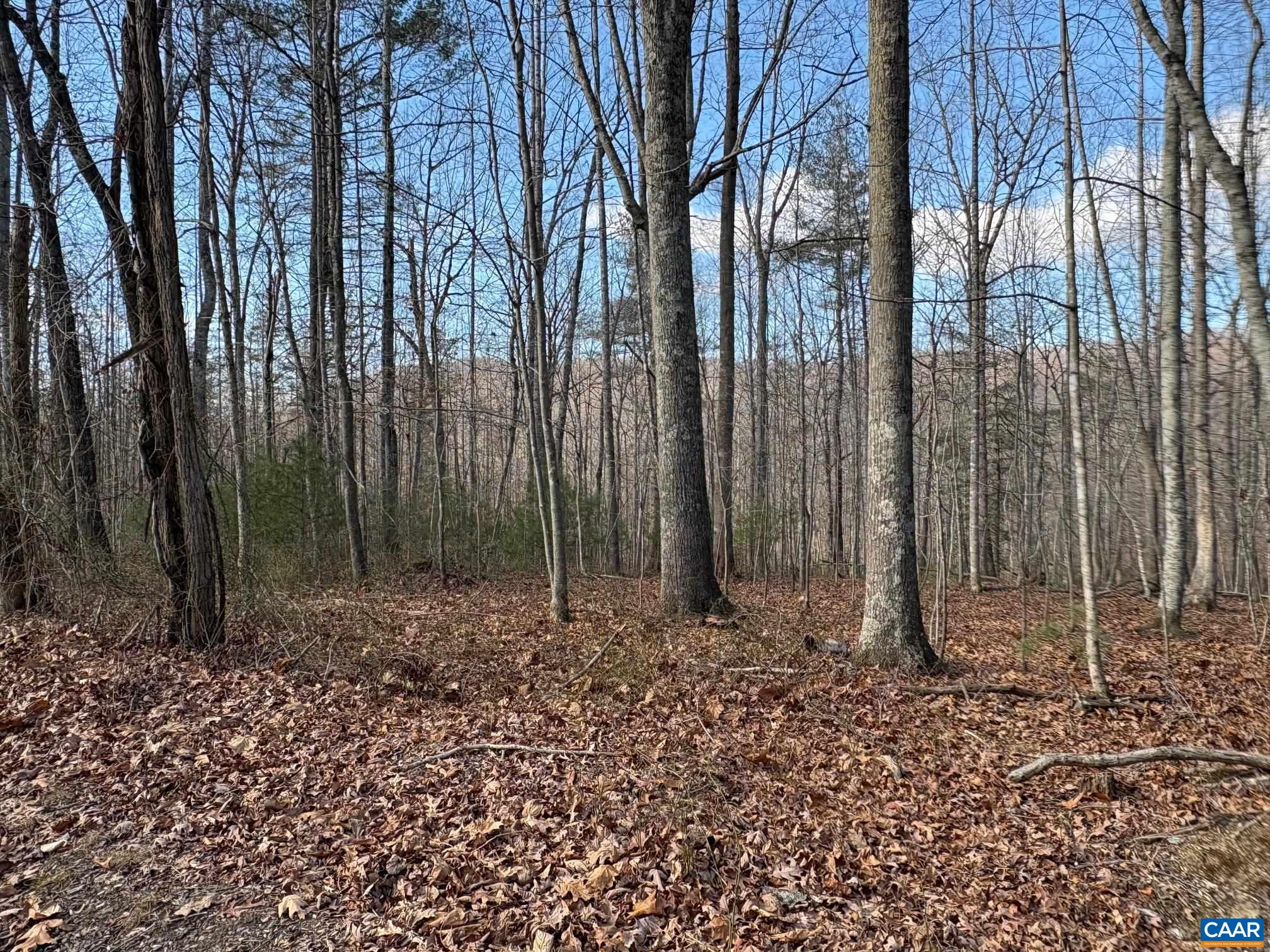 TM 24-1 MITCHELL MOUNTAIN RD, HAYWOOD, Virginia 22722, ,Land,14,TM 24-1 MITCHELL MOUNTAIN RD,669086 MLS # 669086 TM 24-1 MITCHELL MOUNTAIN RD, HAYWOOD, Virginia 22722, ,Land,14,TM 24-1 MITCHELL MOUNTAIN RD,669086 MLS # 669086