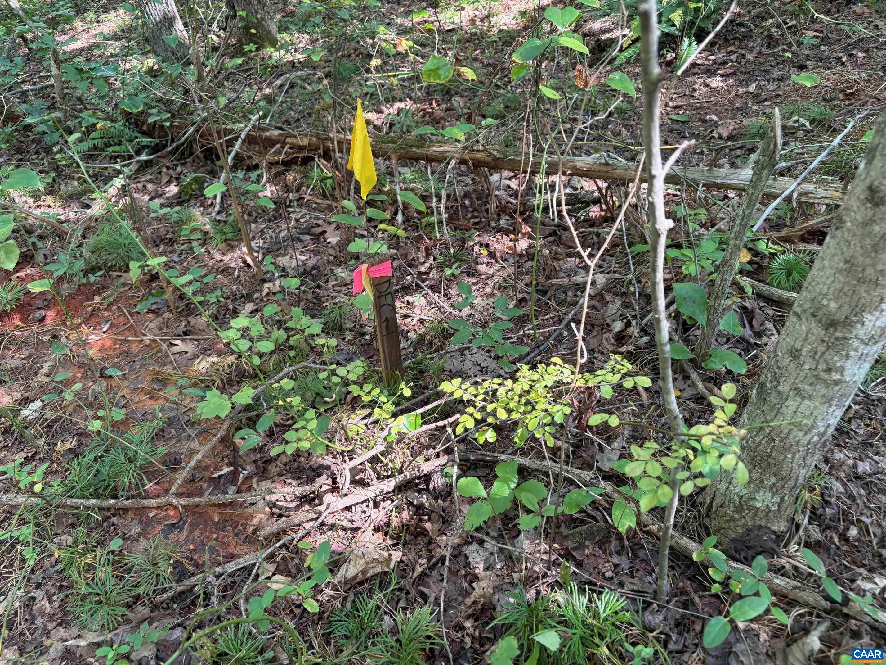 TM 24-1 MITCHELL MOUNTAIN RD, HAYWOOD, Virginia 22722, ,Land,14,TM 24-1 MITCHELL MOUNTAIN RD,669086 MLS # 669086 TM 24-1 MITCHELL MOUNTAIN RD, HAYWOOD, Virginia 22722, ,Land,14,TM 24-1 MITCHELL MOUNTAIN RD,669086 MLS # 669086