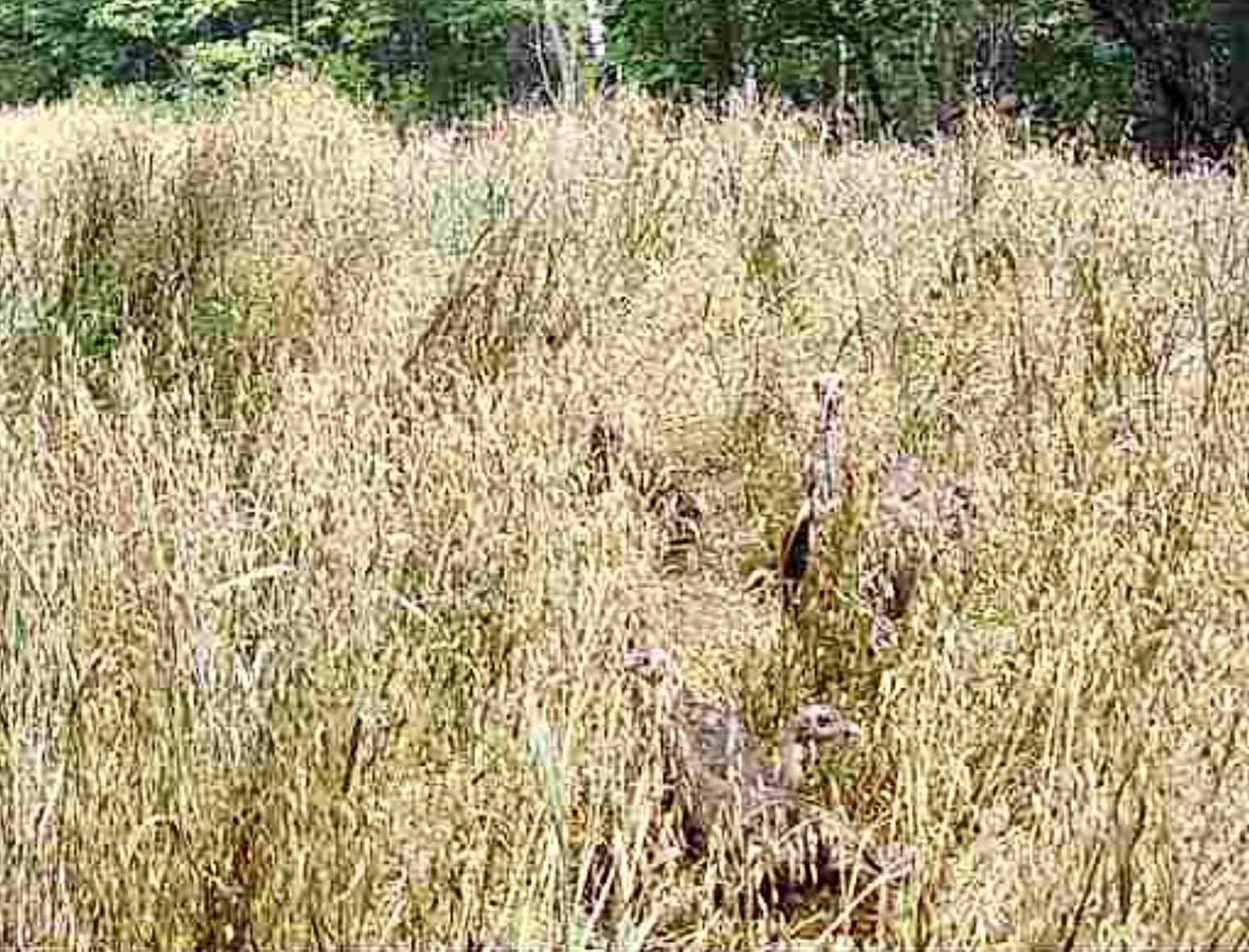 1025 WATERLOO DR, LEXINGTON, Virginia 24450, ,Farm,14,1025 WATERLOO DR,681422 MLS # 681422 1025 WATERLOO DR, LEXINGTON, Virginia 24450, ,Farm,14,1025 WATERLOO DR,681422 MLS # 681422