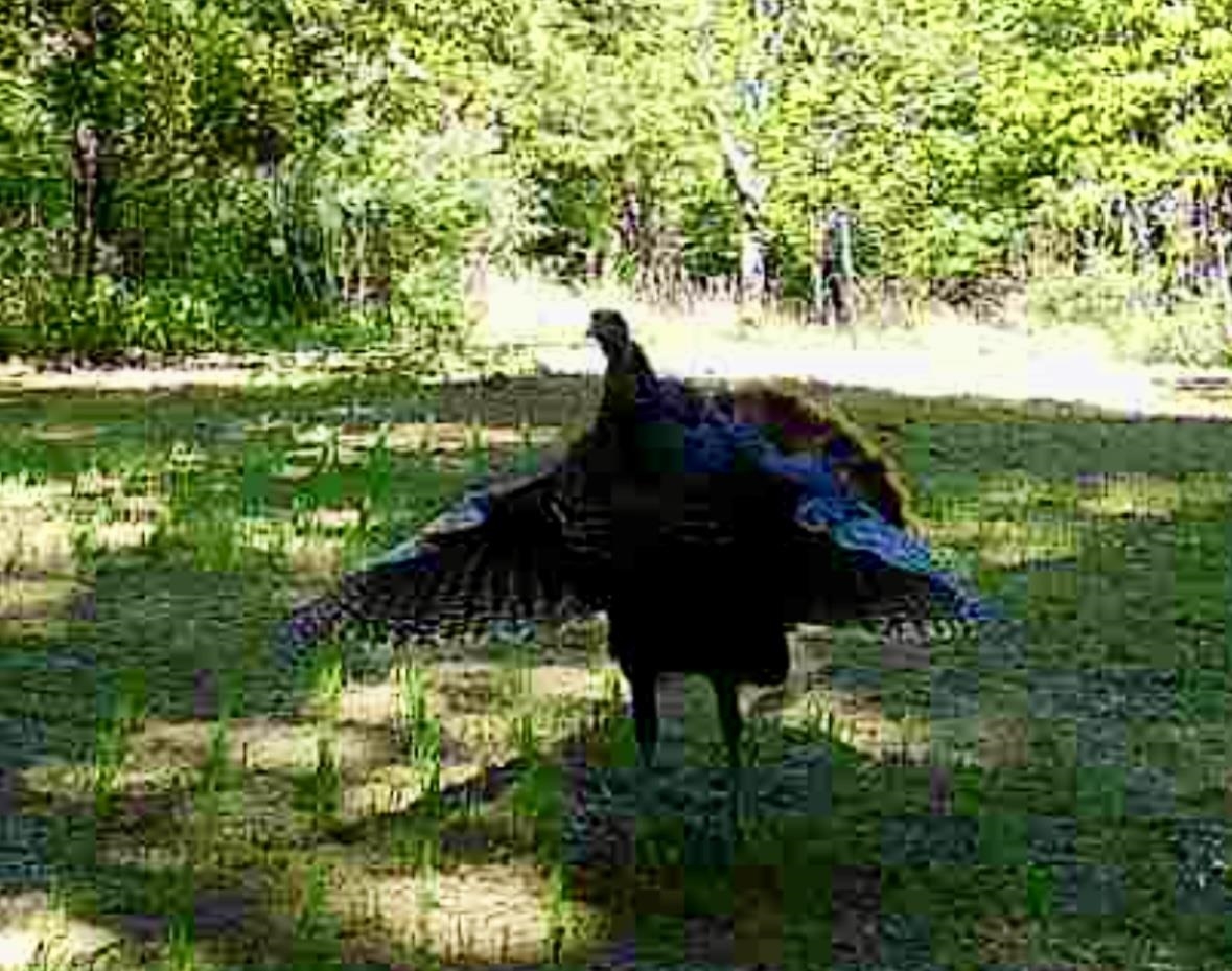 1025 WATERLOO DR, LEXINGTON, Virginia 24450, ,Farm,14,1025 WATERLOO DR,681422 MLS # 681422 1025 WATERLOO DR, LEXINGTON, Virginia 24450, ,Farm,14,1025 WATERLOO DR,681422 MLS # 681422